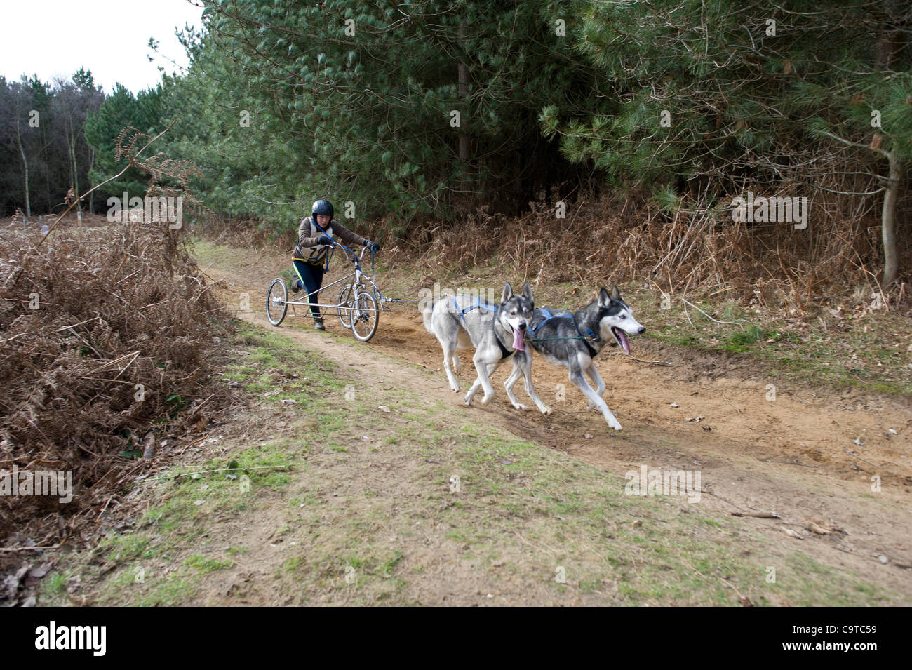 Britische Siberian Husky Racing Association Veranstaltung im Rendlesham Forest, Suffolk. Wettbewerber Reisen aus der ganzen UK zu Rennen. Stockfoto