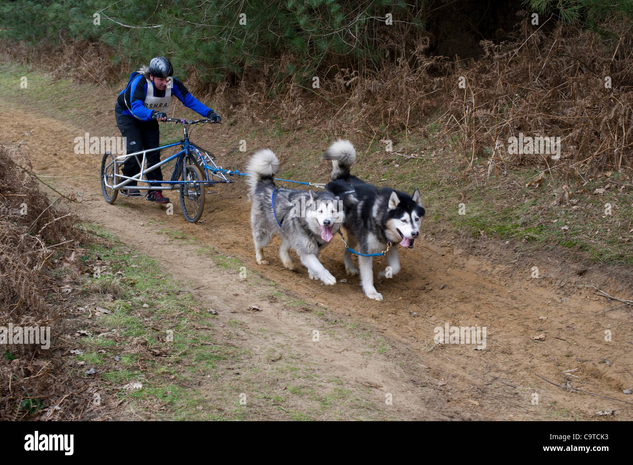 Britische Siberian Husky Racing Association Veranstaltung im Rendlesham Forest, Suffolk. Wettbewerber Reisen aus der ganzen UK zu Rennen. Stockfoto