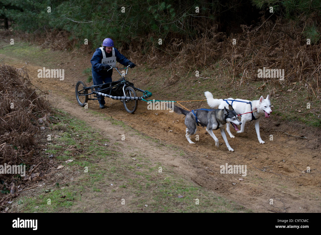 Britische Siberian Husky Racing Association Veranstaltung im Rendlesham Forest, Suffolk. Wettbewerber Reisen aus der ganzen UK zu Rennen. Stockfoto