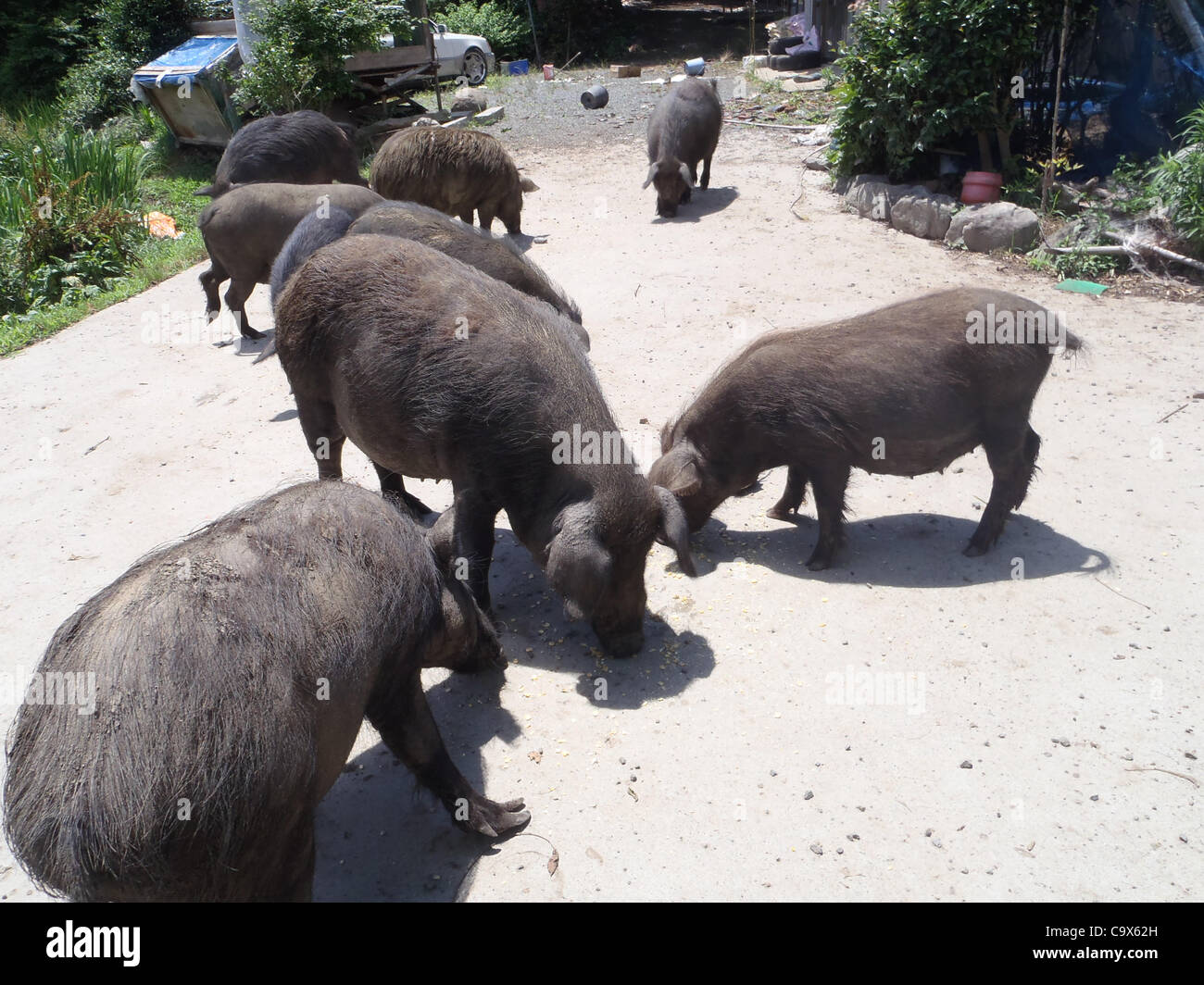 (FOTO) Tomioka, Japan - ein Foto veröffentlicht am 28. Februar 2012 zeigt Schweine innerhalb der Fukushima nuklearen Zone. Naoto Matsumura (52) ist ein Reisbauer allein lebende Pflanzen Sie etwa 12km entfernt von der verkrüppelten Kernkraftwerk Fukushima Dai-Ichi. Dies setzt ihn auch innerhalb der Regierung verhängt Gefahr Gründungs Stockfoto