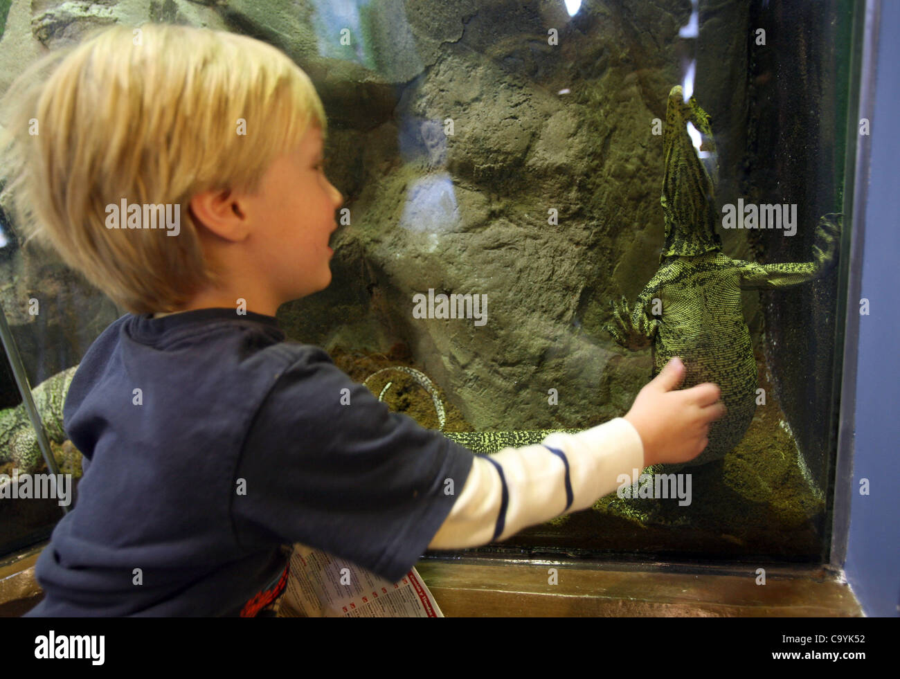 8. März 2012 checkt - Los Angeles, Kalifornien, USA - A junge Besucher die grauen Monitor im neuen lebenden Amphibien, Wirbellose und Reptilien (Höhle) Haus-Ausstellung für die Öffentlichkeit im Zoo von Los Angeles auf Donnerstag, 8. März 2012. Die Ausstellung mit mehr als 60 Arten von auf der ganzen Welt gehören Stockfoto