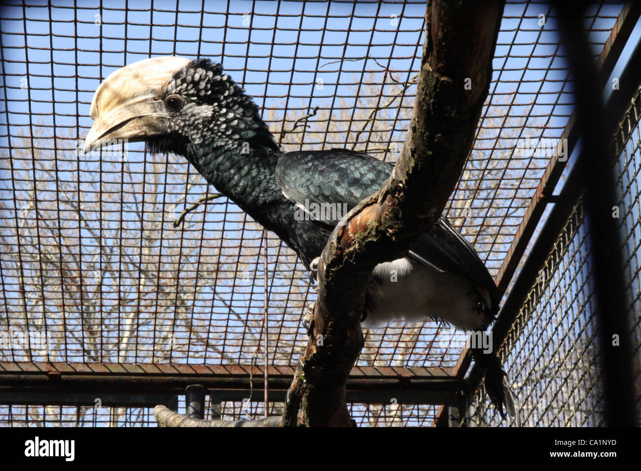 Silbrig-cheeked Hornbill ist im Zoo von Hodonin, Tschechische Republik, Mittwoch, 21. März 2012 gesehen. (Foto/Vaclav Salek CTK) Stockfoto