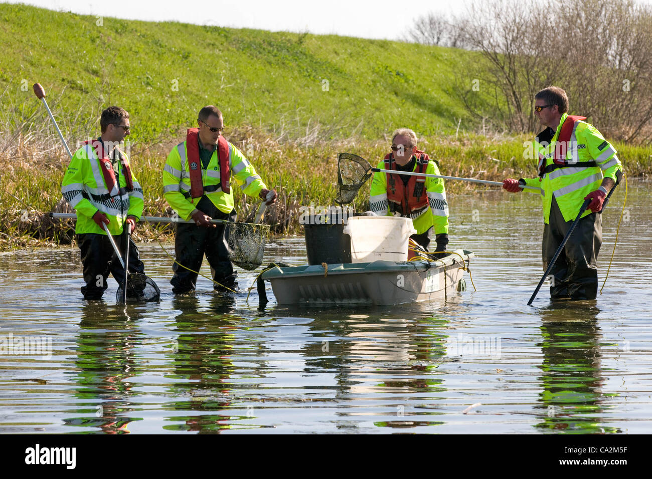 Umweltagentur Offiziere Rettung Fisch aus den 9K hat lange Maxey-Schnitt die zwischen Peterborough und Market Deeping in Lincolnshire auf 27 Mar, läuft 2012.The Fische, darunter Hecht, Forelle und Döbel, in nahe gelegenen Fluss Weland.Low Niederschläge seit 16 Monaten freigegeben werden Pegelstände der Flüsse sinken verursacht. Stockfoto