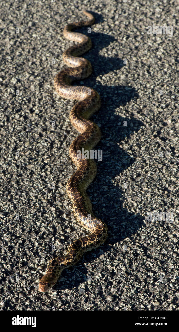 30. Mai 2012 - Elkton, Oregon, USA - wärmt ein mittlerer Größe Bull Snake sich in der späten Nachmittagssonne auf einer Landstraße im ländlichen Douglas County in der Nähe von Elkton. Bull Schlangen können bis zu 100 Zoll lang und sind eine der größten Schlangenarten in Nordamerika wachsen. (Kredit-Bild: © Robin Loznak/ZUMAPRESS.c Stockfoto