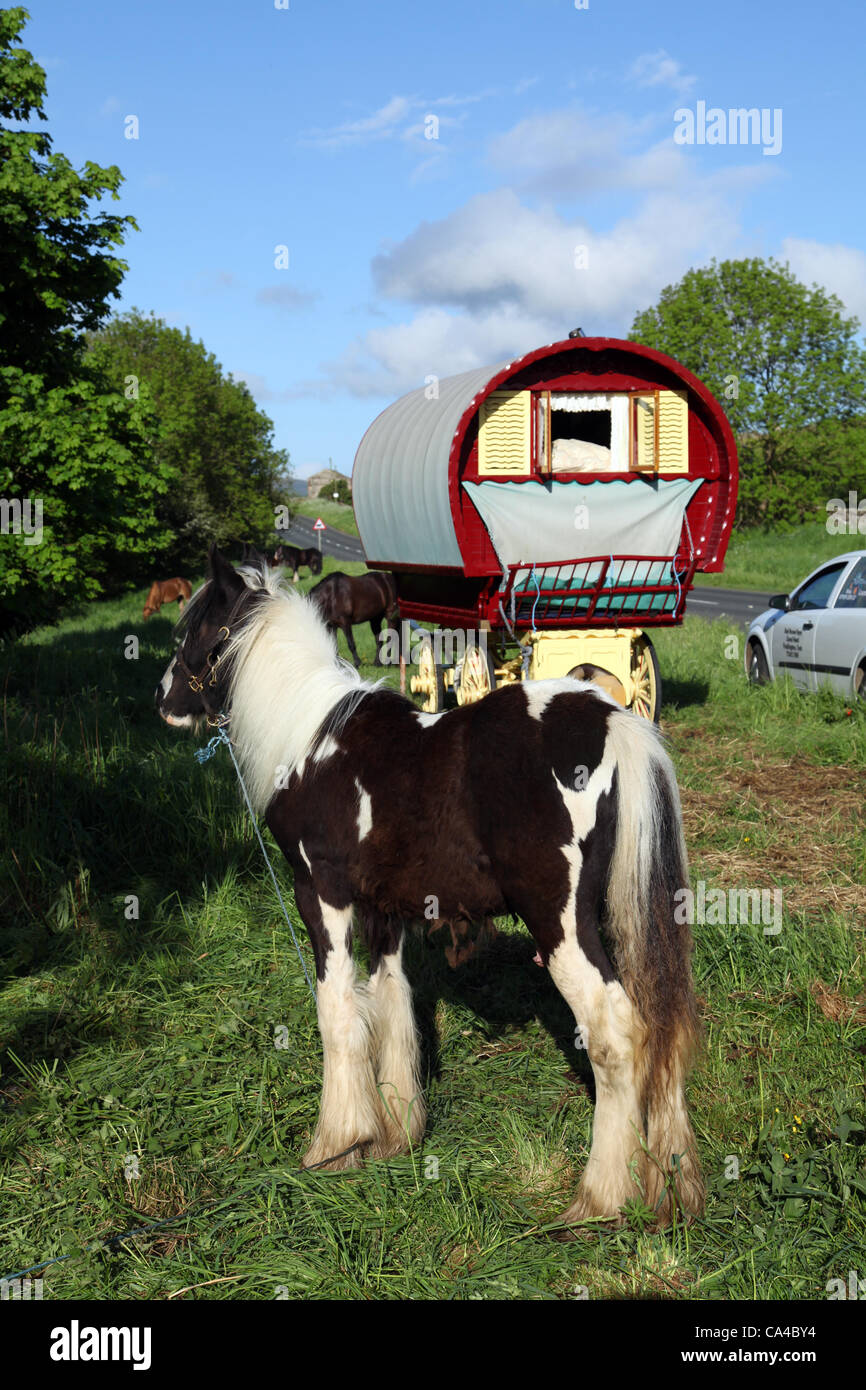 Vardo Caravan traditionellen Pferdekutsche Zigeunerwagen oder "Pfeil oben" Leinwand Planwagen auf dem Weg in die jährliche Zusammenkunft in Appleby, South Lakeland, UK   Cob und Roma Schausteller Unterkunft Wagen der Gemeinschaft reisen camping in Bainbridge, in North Yorkshire Dales, auf dem Weg zur Appleby Horse Fair, UK Stockfoto