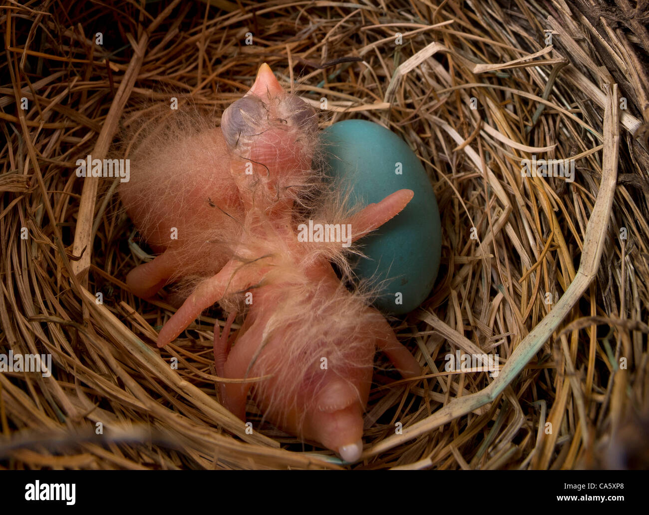 13. Juni 2012 - Roseburg, Oregon, USA - zwei frisch geschlüpften Küken American Robin und ein unhatched Ei, sitzen in einem Nest versteckt unter den Vorabenden von einen Picknickschutz River Forks Park in der Nähe von Roseburg.  Ornithologen glauben, dass es etwa 320 Millionen einzelnen amerikanischen Robins in Nordamerika.  Nur abo Stockfoto