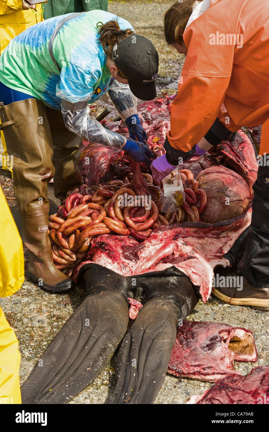 Sitka, Alaska 20. Juni 2012 Biologen, Rachel Berngartt und Liz Schababerle Einnahme von Gewebeproben während der Autopsie des männlichen Steller Seelöwen.  Die Sea Lion starb vor Infektionen nach der Einnahme von Fanggeräten. Stockfoto