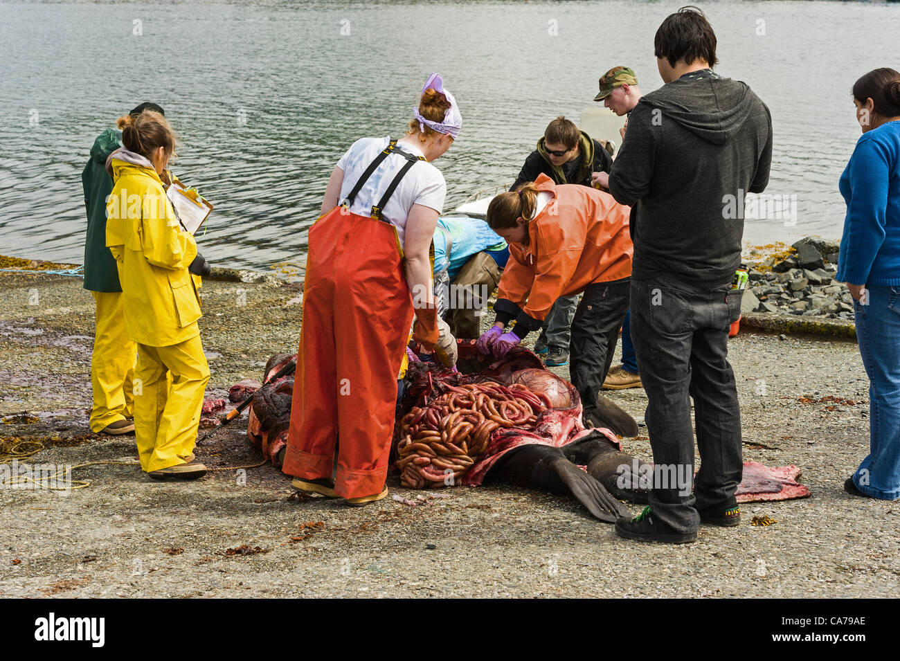 Sitka, Alaska 20. Juni 2012 Gruppe der Zuschauer beobachten, wie Biologen auf Toten Steller Seelöwen Autopsie durchführen.  Die Sea Lion starb vor Infektionen nach der Einnahme von Fanggeräten. Stockfoto