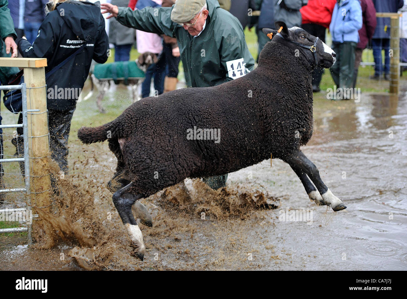 Freitag, 22. Juni 2012. Edinburgh, Schottland. Ein Zwartble Schaf flieht auf eine sehr durchnässten Royal Highland Show. Gewitter verursacht eine in der Nähe von Auswaschung bei Schottlands Schlagzeile landwirtschaftliche Veranstaltung in diesem Jahr. Stockfoto