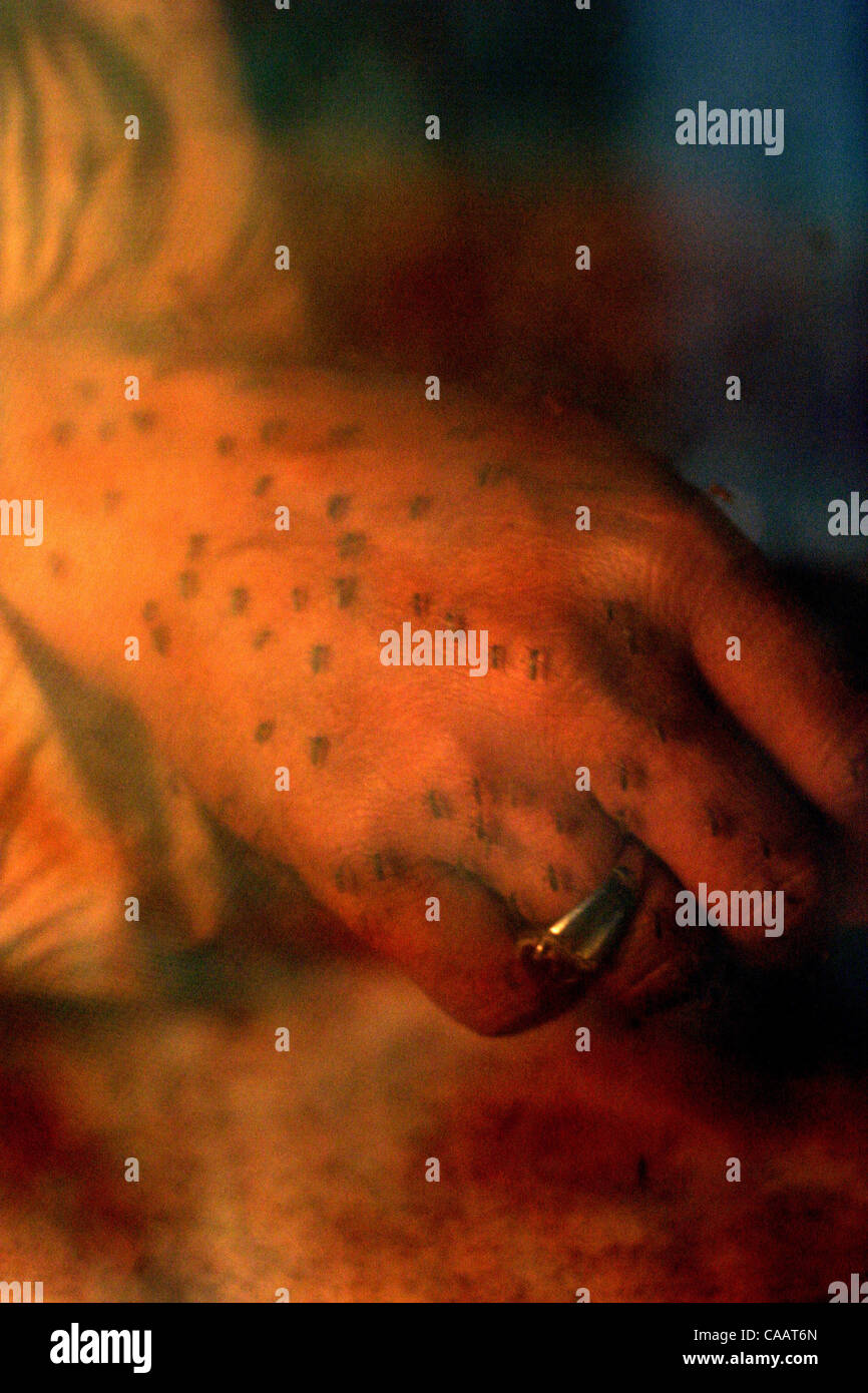 1. März 2004 JAKARTA, Indonesien Aedes Aegepty Moskitos beißen die Hand eines Mannes in ihrem Käfig an das Gesundheitsministerium Research Center in Jakarta.  Dengue-Viren werden durch die Bisse infektiös weibliche Aedes-Mücken auf den Menschen übertragen, die das Virus erwerben bei der Fütterung auf die bloo Stockfoto