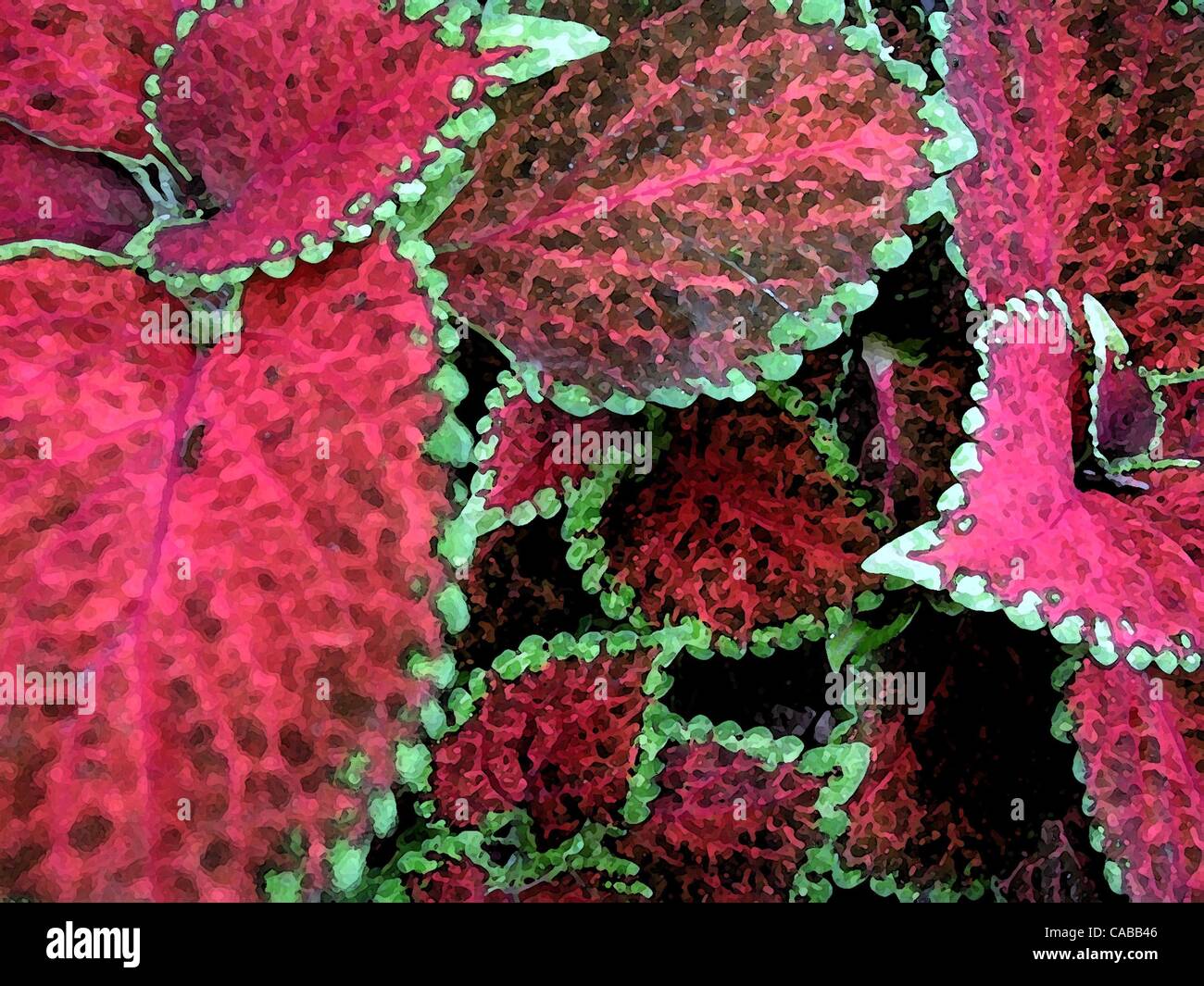 3. Juni 2004; Los Angeles, Kalifornien, USA; Üppigen roten Pflanzen. Stockfoto
