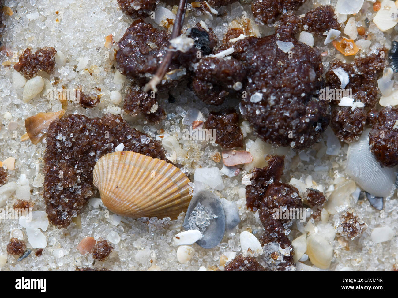 9. Juni 2010 - Gulf Shores, Alabama, Vereinigte Staaten - Tar-Ball aus der Deepwater Horizon Oil Spill vermischen sich mit Muscheln am Strand am Gulf Shores State Park. Öl aus der Deepwater Horizon Oil Spill weiterhin eine Küste entlang des Golfs von Mexiko bis hin nach Florida zu waschen.  Am Strand bleibt offen, aber TEUR Stockfoto