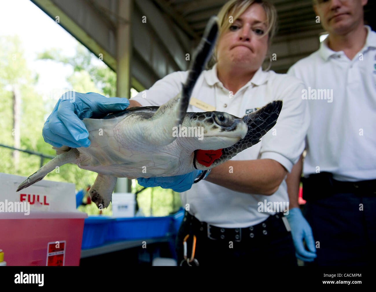 10. Juni 2010 - ist New Orleans, Louisiana, Vereinigte Staaten - eine vom Aussterben bedrohte Kemps Ridley Meeresschildkröte, die gerettet wurde, nachdem gefunden wird mit Öl aus der Deepwater Horizon Oil Spill beschichtet Audubon Nature InstituteÃ•s Center für Forschung der vom Aussterben bedrohten Arten in New Orleans behandelt. Seit Anfang der Stockfoto