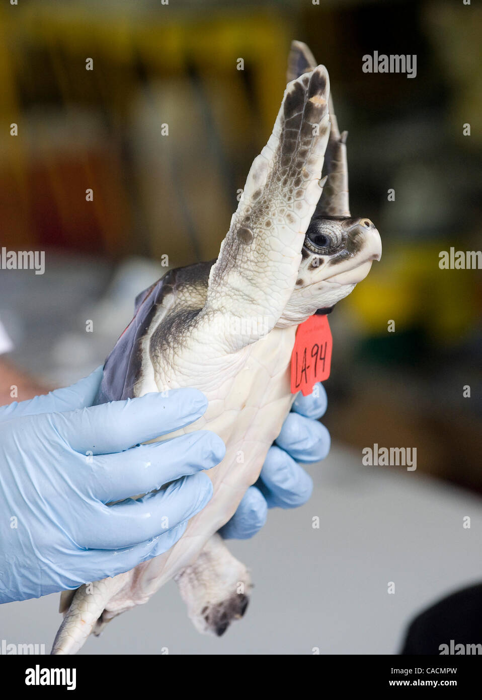 10. Juni 2010 - ist New Orleans, Louisiana, Vereinigte Staaten - eine vom Aussterben bedrohte Kemps Ridley Meeresschildkröte, die gerettet wurde, nachdem gefunden wird mit Öl aus der Deepwater Horizon Oil Spill beschichtet Audubon Nature InstituteÃ•s Center für Forschung der vom Aussterben bedrohten Arten in New Orleans behandelt. Seit Anfang der Stockfoto