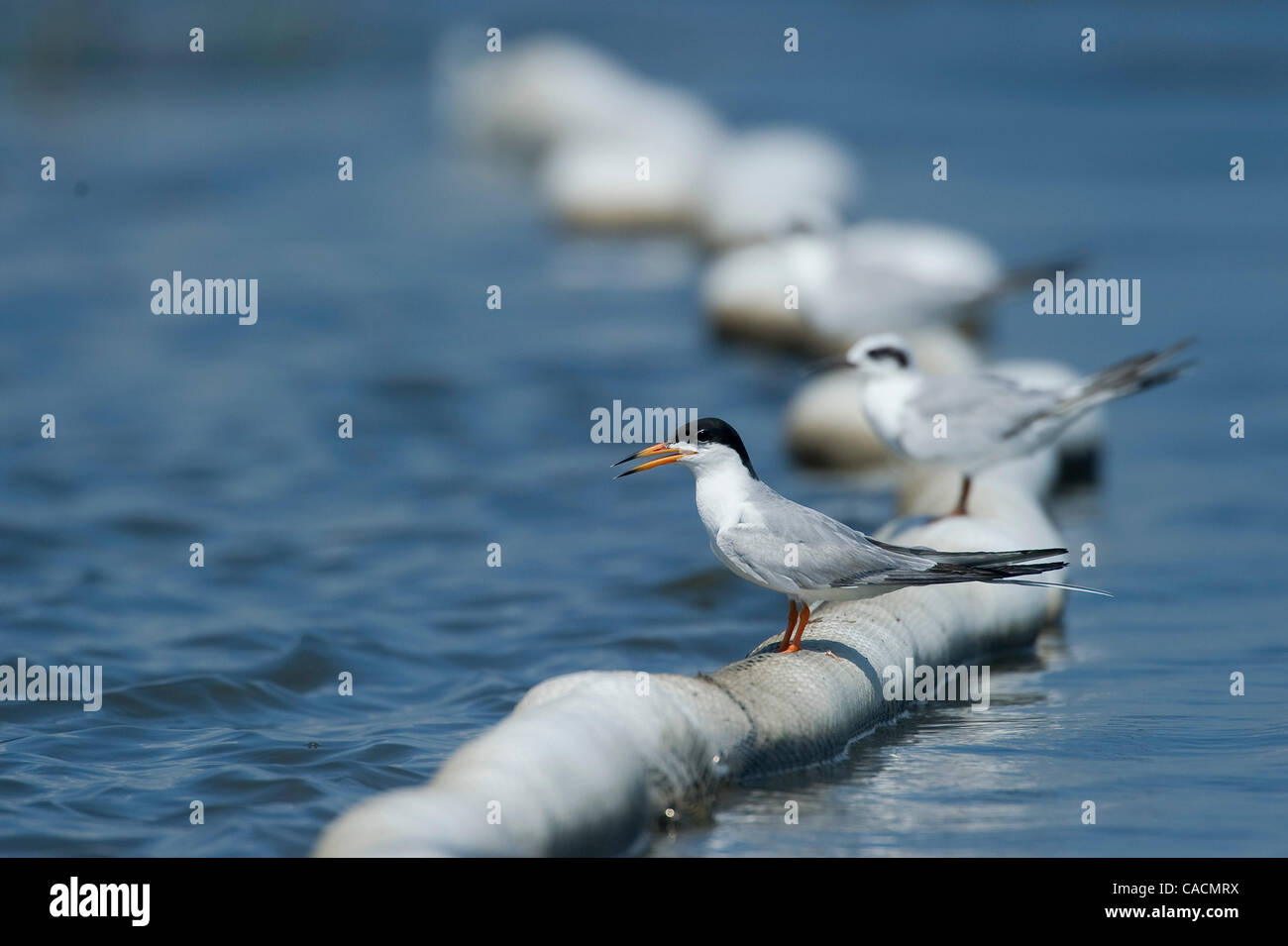 11. Juni 2010 boom - Cocodrie, Louisiana, USA - Möwen Barsch auf ein saugfähiges Öl in den Sümpfen in der Nähe von Cocodrie.  Besatzungen legen Boom in der Nähe von Cocodrie, die fragile Marsh Ländereien aus der Deepwater Horizon Oil Spill zu schützen. (Bild Kredit: Robin Loznak/ZUMApress.com ©) Stockfoto