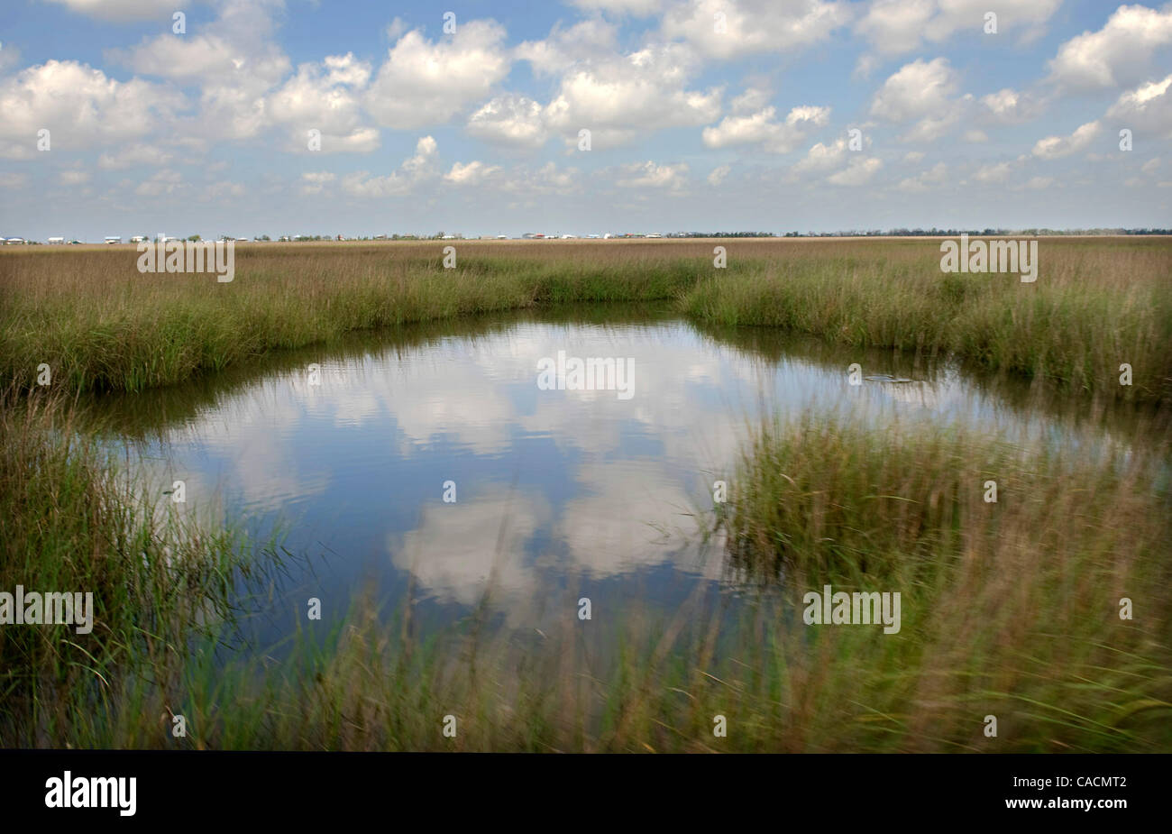 11. Juni 2010 - Cocodrie, Louisiana, USA - werden die Sümpfen in der Nähe von Cocodrie durch Öl aus der Deepwater Horizon Oil Spill belastet. (Bild Kredit: Robin Loznak/ZUMApress.com ©) Stockfoto