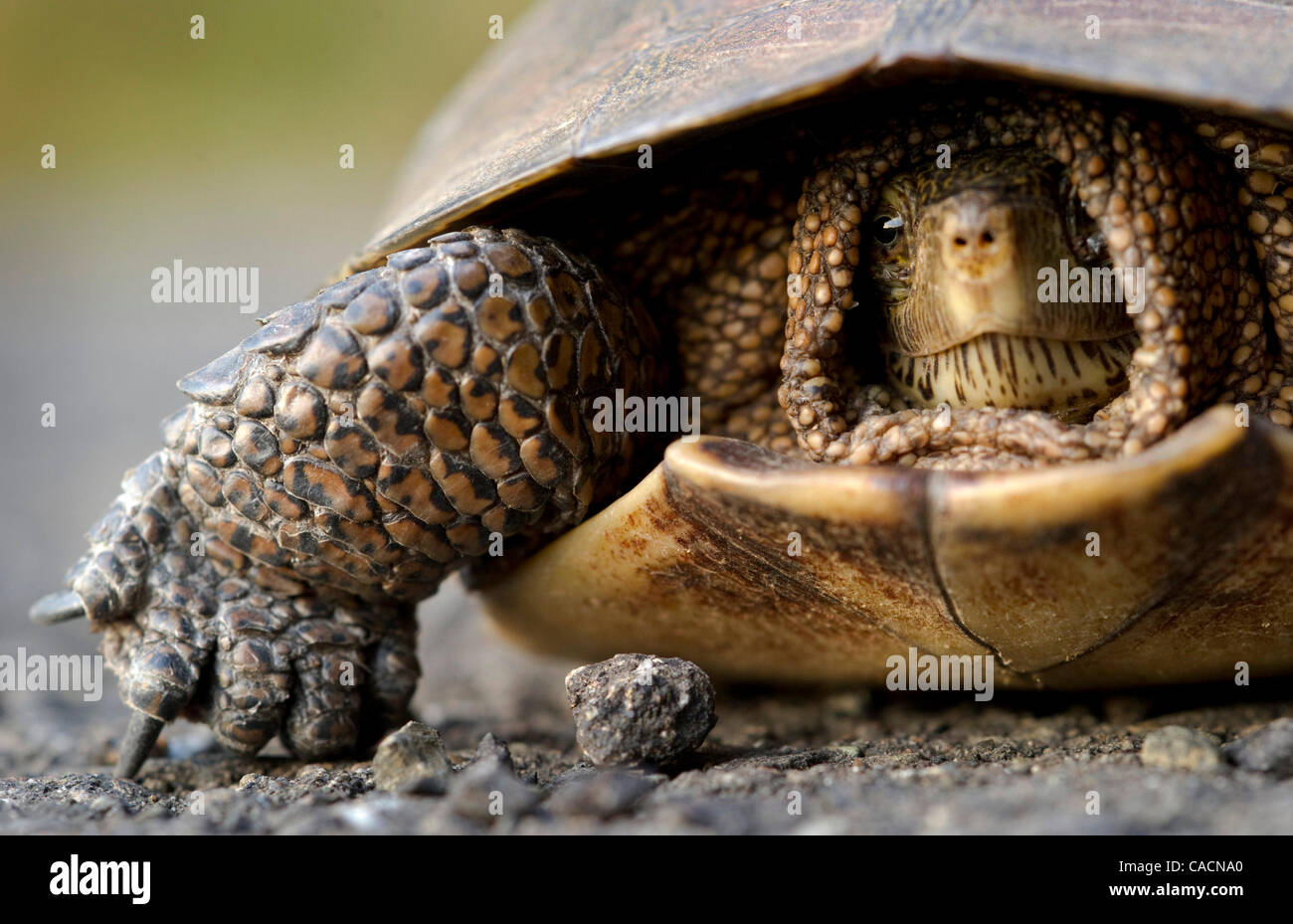 8. Juli 2010 - Oakland, Oregon, USA - schaut eine wilde westliche Sumpfschildkröte aus seiner Schale beim Überqueren einer Straße in der Nähe von Oakland.  Westlichen Sumpfschildkröten sind Allesfresser und die meisten ihrer Nahrung beinhaltet Insekten, Krebsen und anderen wirbellosen Wassertieren. Fische, Kaulquappen und Frösche sind gelegentlich gegessen, Stockfoto