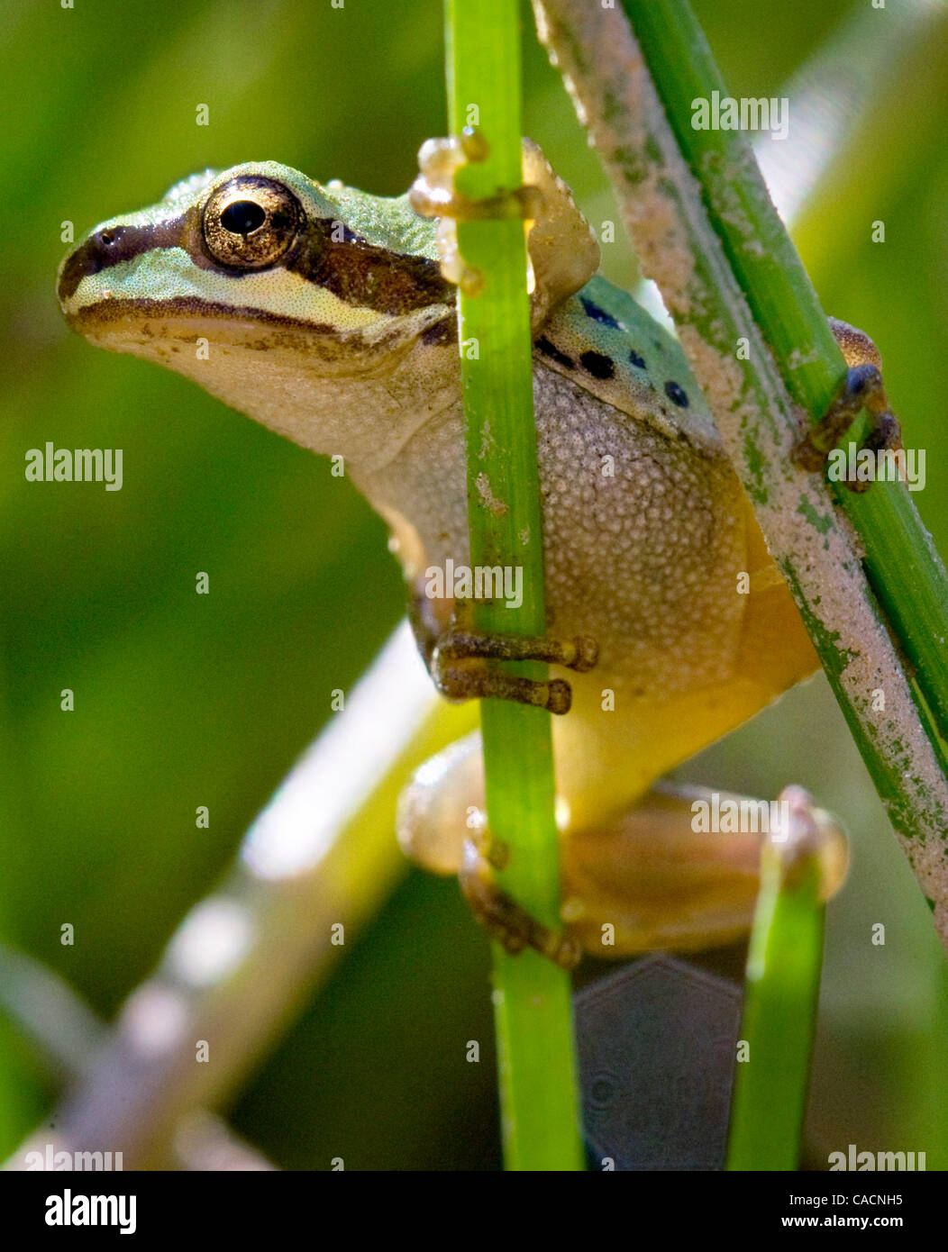 13. August 2010 - Oakland, Oregon, USA - eine kleine pazifische Laubfrosch, etwa die Größe einer Fingerkuppe, klammert sich an ein Rohr am Rand von einem Teich in der Nähe von Roseburg.  Pacific Laubfrosch, auch bekannt als der Pazifische Chor-Frosch, findet sich von northern California, British Columbia, Kanada. (Kredit-Bild: © Robin Stockfoto
