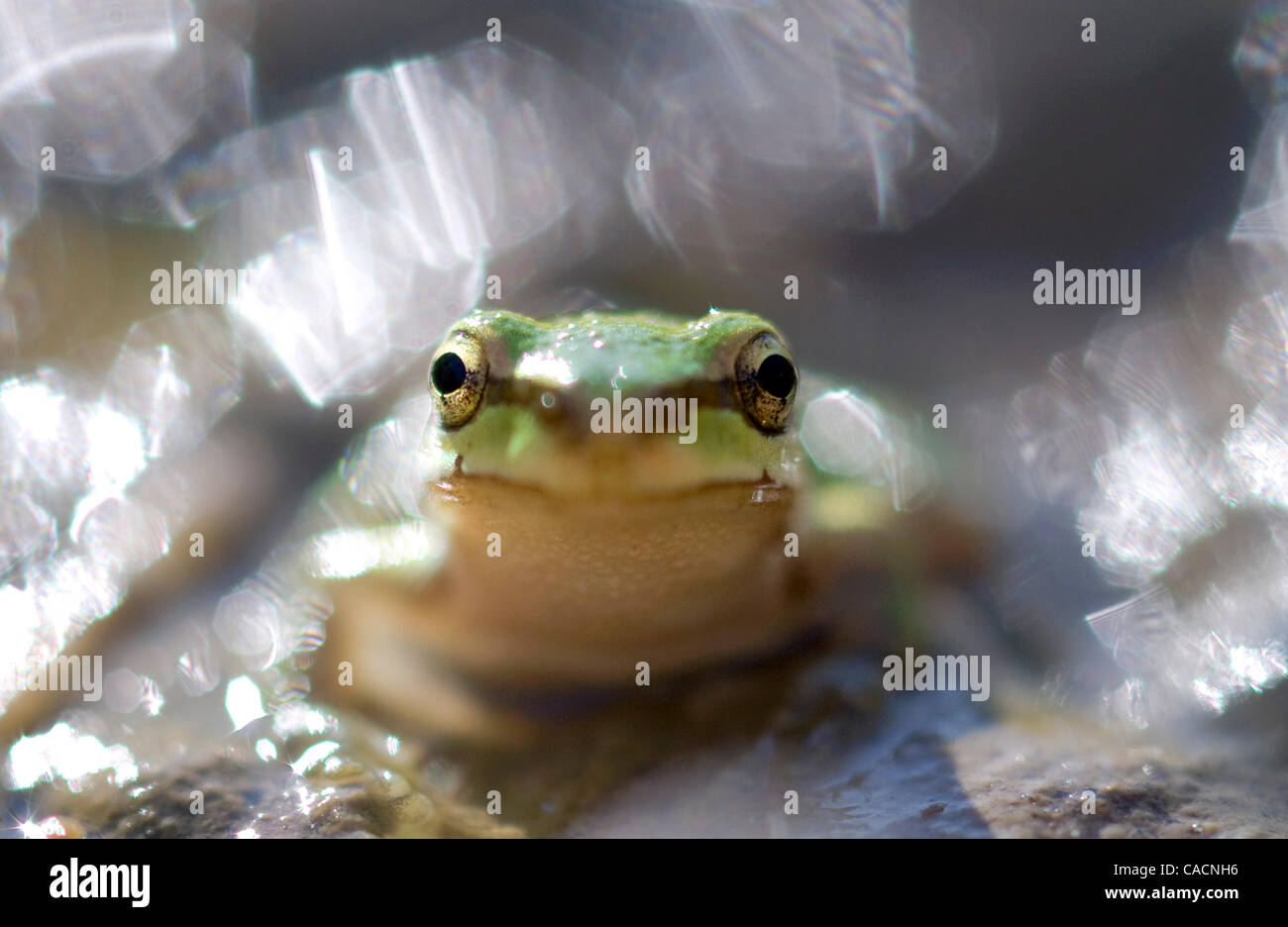 13. August 2010 - Oakland, Oregon, USA - setzt eine kleine pazifische Laubfrosch, etwa die Größe einer Fingerkuppe an den Rand von einem Teich in der Nähe von Roseburg.  Pacific Laubfrosch, auch bekannt als der Pazifische Chor-Frosch, findet sich von northern California, British Columbia, Kanada. (Kredit-Bild: © Robin Loznak/ZUMAp Stockfoto