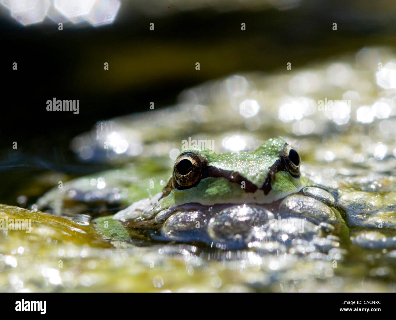 25. August 2010 - Winston, Oregon, USA - hält ein wild Pacific Laubfrosch in die Untiefen des South Umpqua River in Winston kühl. (Bild Kredit: Robin Loznak/ZUMApress.com ©) Stockfoto