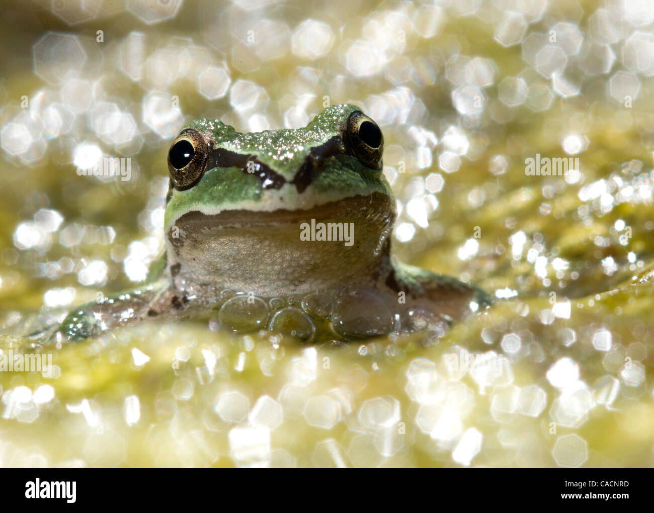 25. August 2010 - Winston, Oregon, USA - hält ein wild Pacific Laubfrosch in die Untiefen des South Umpqua River in Winston kühl. (Bild Kredit: Robin Loznak/ZUMApress.com ©) Stockfoto