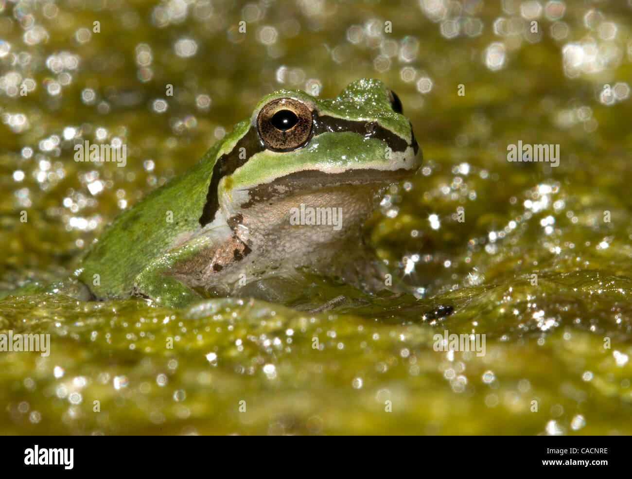 25. August 2010 - Winston, Oregon, USA - hält ein wild Pacific Laubfrosch in die Untiefen des South Umpqua River in Winston kühl. (Bild Kredit: Robin Loznak/ZUMApress.com ©) Stockfoto
