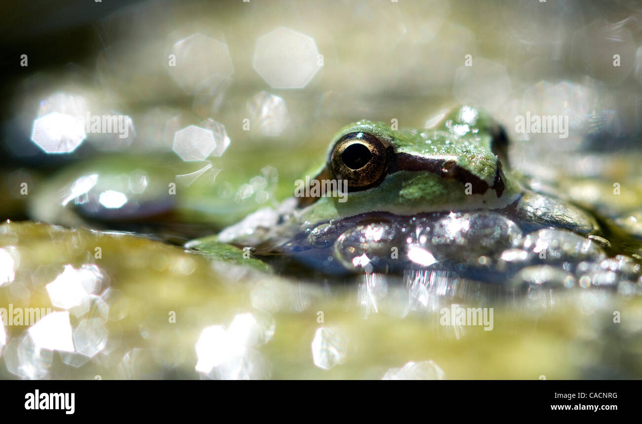 25. August 2010 - Winston, Oregon, USA - hält ein wild Pacific Laubfrosch in die Untiefen des South Umpqua River in Winston kühl. (Bild Kredit: Robin Loznak/ZUMApress.com ©) Stockfoto
