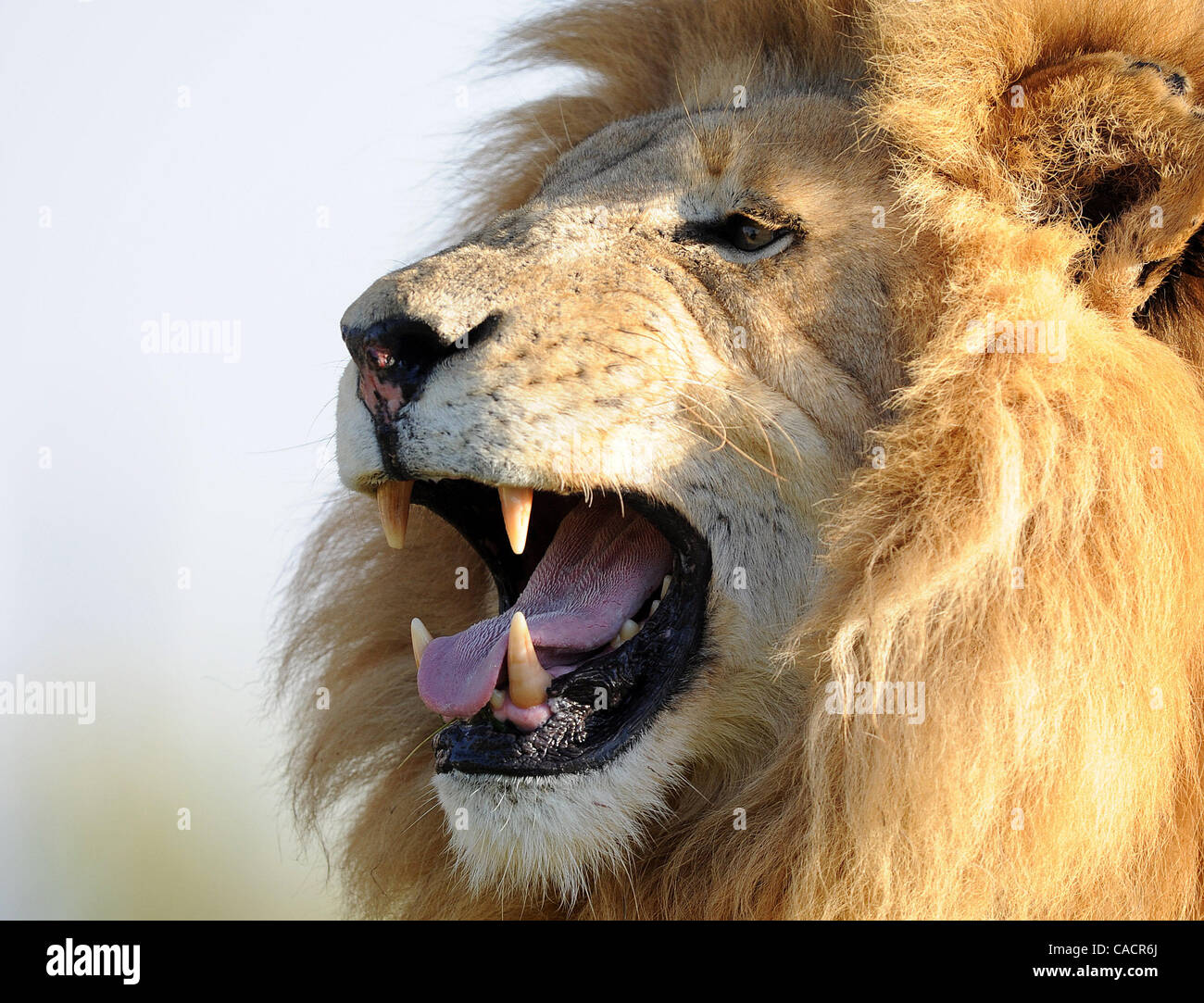 6. Juni 2010 brüllt im Johannesburg Lion Park in Lanseria, in der Nähe von Johannesburg - Johannesburg, Südafrika - A Lion. (Bild Kredit: Luca Ghidoni/ZUMApress.com ©) Stockfoto