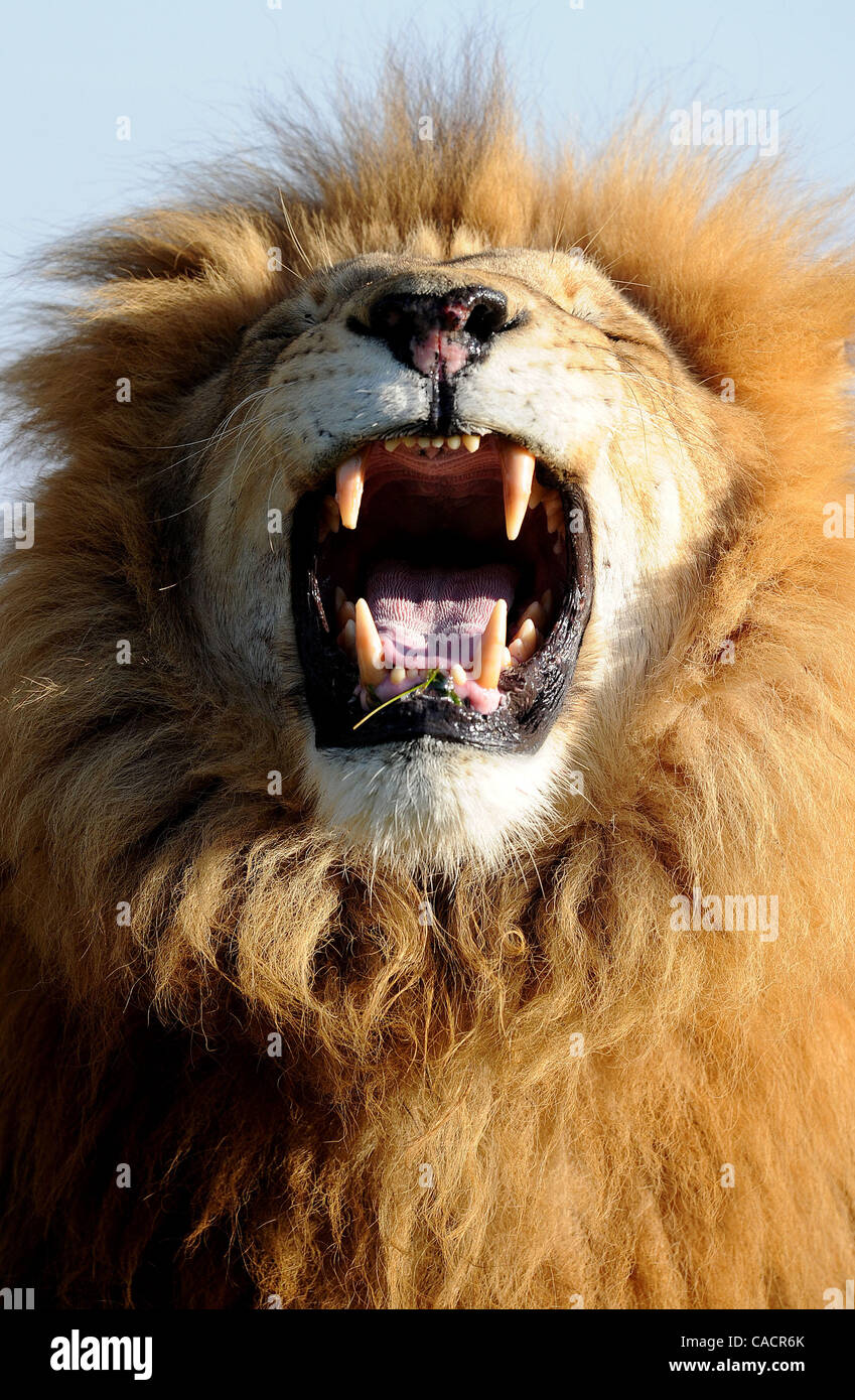 6. Juni 2010 brüllt im Johannesburg Lion Park in Lanseria, in der Nähe von Johannesburg - Johannesburg, Südafrika - A Lion. (Bild Kredit: Luca Ghidoni/ZUMApress.com ©) Stockfoto