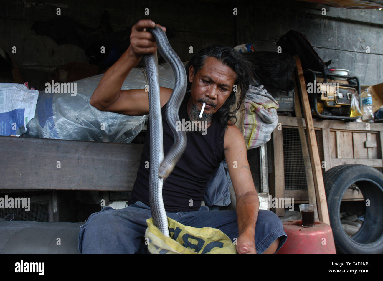 Ein Tier-Handler, spielt BIDUT mit seinem Lieblings-Cobra in Jakarta, 31. Juli 2010. Der 62 Jahre alte traditionelle Medizinpraktiker verwendet Reptil, Froschteile und Kräuter in seinem Elixiere, die er angeblich HIV/AIDS zusammen mit einer Reihe von anderen Erkrankungen heilen kann. Stockfoto