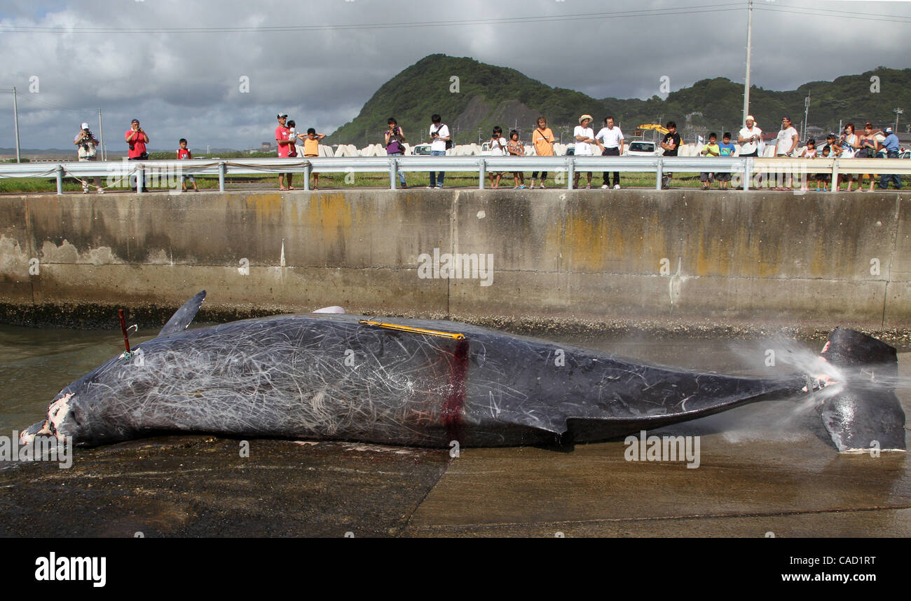 4. August 2010 - meterlange Chiba, Japan - Fischer Spritzwasser auf ein 10.2 Baird es Schnabel Wal am Wada Hafen in Minamiboso, Präfektur Chiba, Japan auf 4. August 2010. Walfleisch zu essen, bleibt eine nationale Sitte in Japan vor einigen hundert Jahren zurückreicht. Es ist nur 5 Ports, die Walfang in Japan erlaubt ist Stockfoto