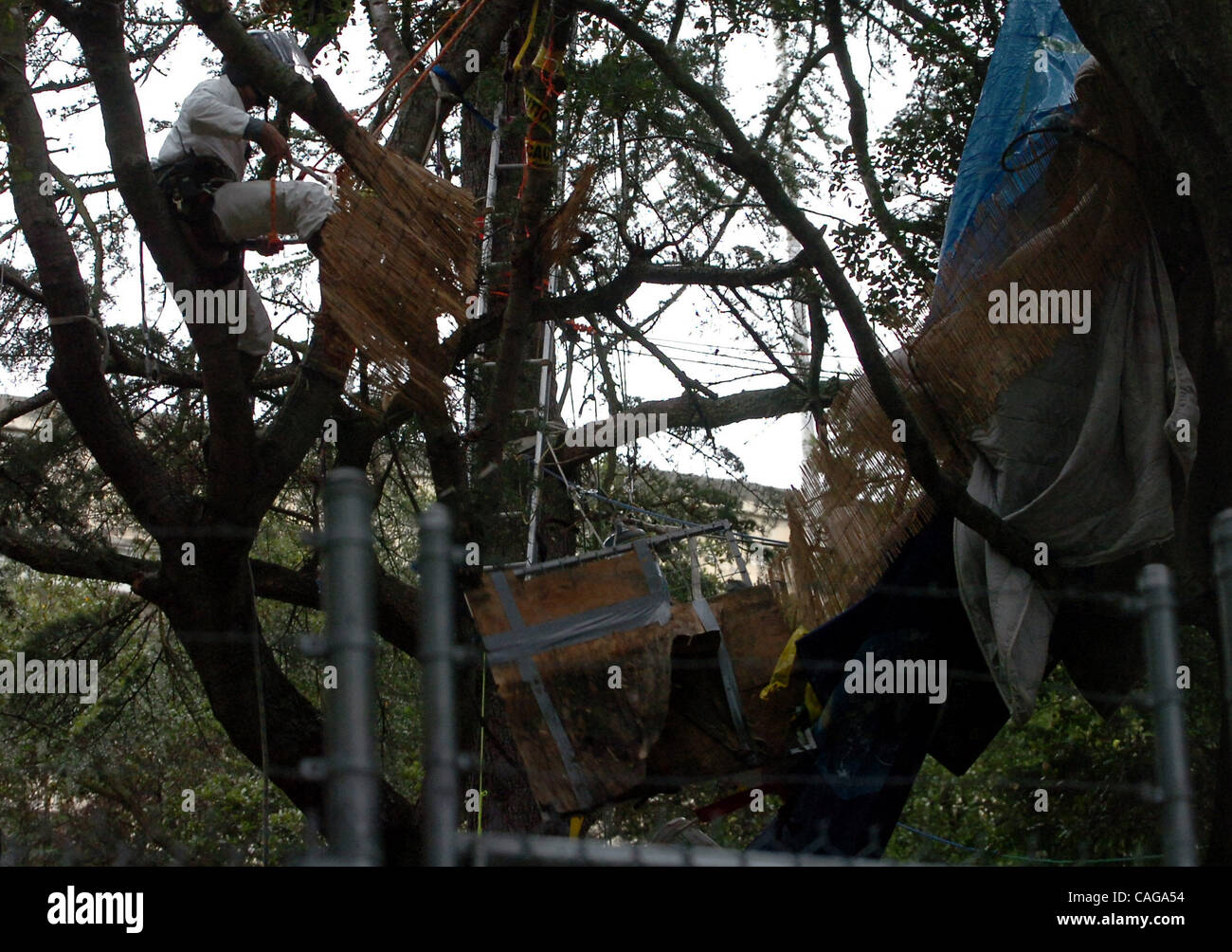 Eine Plattform kommt von einem Baum in der umstrittenen Stand von Eichen in der Nähe von Memorial Stadium auf dem Campus der UC Berkeley in Berkeley, Kalifornien auf Dienstag, 19. Februar 2008 herabstürzen. (Kristopher Skinner / Contra Costa Times) Stockfoto