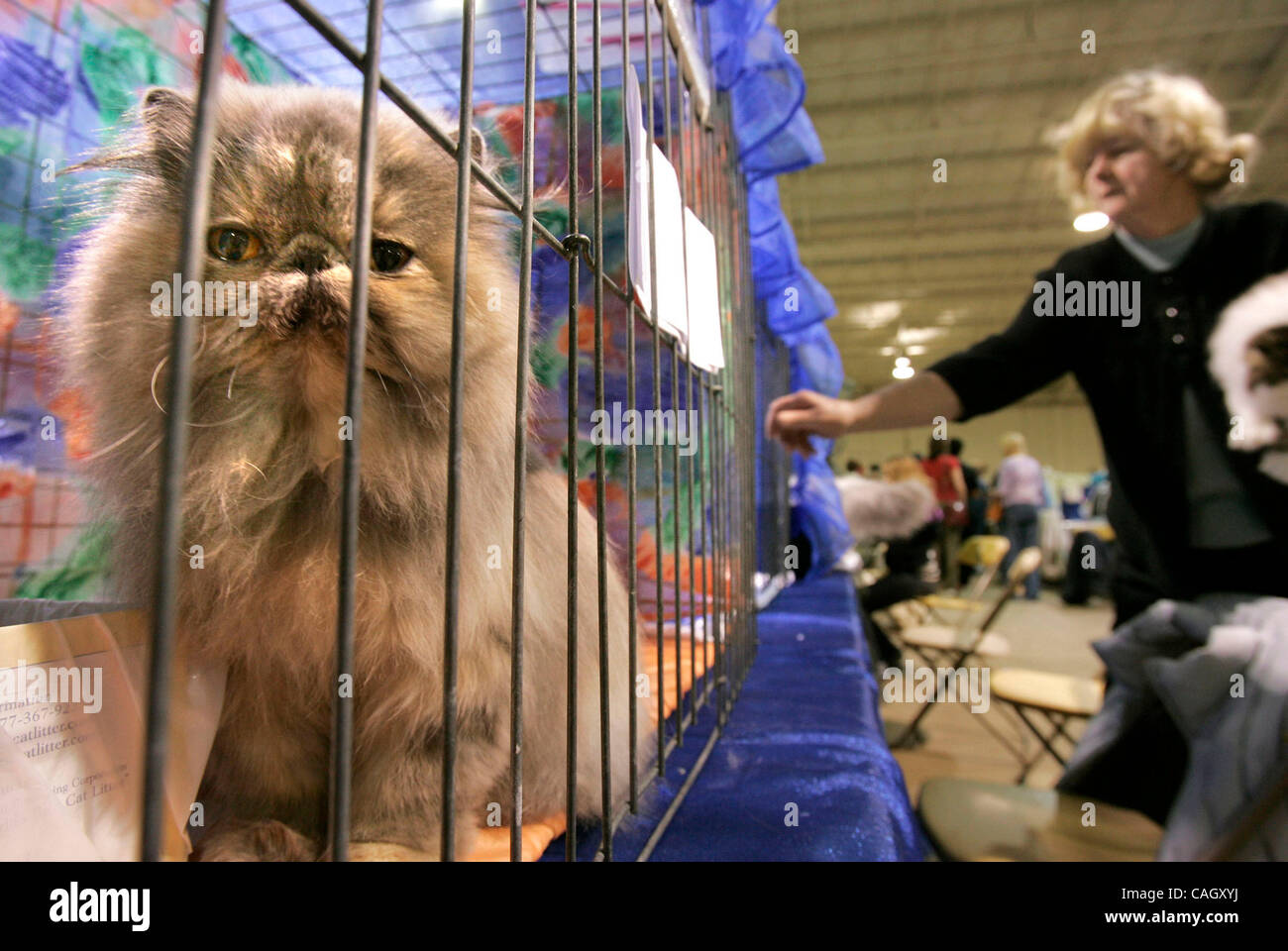 26. Januar 2008, Del Mar, Kalifornien, USA San Diego Katze Züchter zeigen, jährliche Veranstaltung am Del Mar Fairgrounds "Morning Breeze", eine blaue Creme Perser züchten Katze, blickt aus seinem Käfig. Bei der richtigen Unterbringung einer anderen Katze in seinem Käfig ist "Morning Breeze" Besitzer SHARON ROGERS von Alta Loma Mandatory Cr Stockfoto