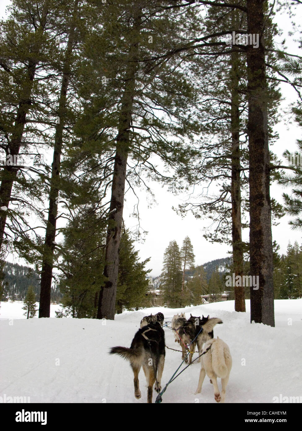 17. Januar 2008 - Lake Tahoe, Kalifornien, USA - Hundeschlitten im Resort at Squaw Creek in Squaw Valley, Lake Tahoe. (Kredit-Bild: © Kayte Deioma/ZUMA Press) Stockfoto