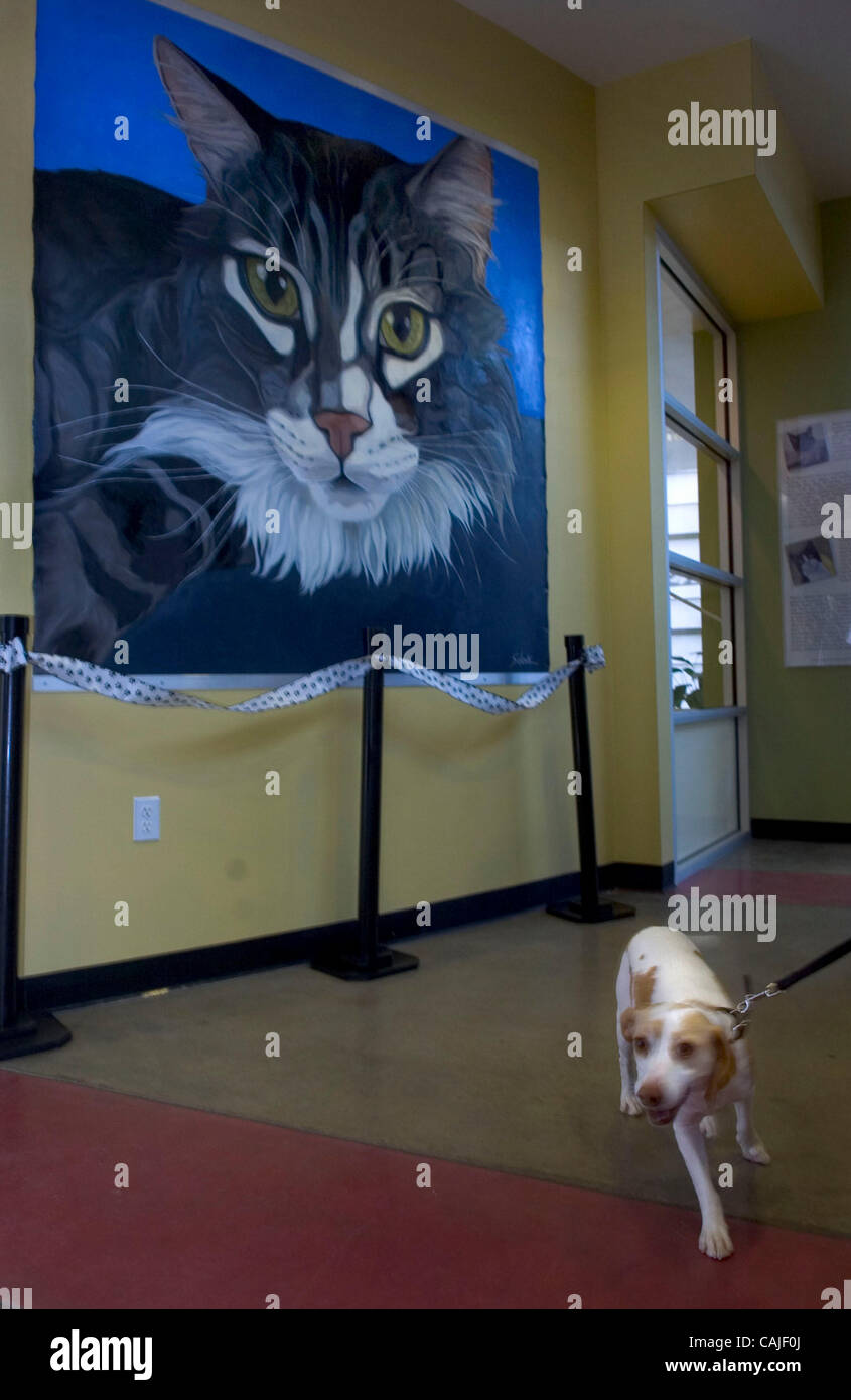 Vor den noch nassen Porträt der Tiger, der der neuen SPCA Katze Lebensraum für benannt ist, Pfirsiche zieht an ihrer Leine Eigentümers, Saray (Cq) Munoz, von Sacramento. Munoz und Familie waren die SPCA um einen Hund adoptieren. Die SPCA hielt die feierliche Eröffnung des Tiger Habitat, einen neuen State-Of-The-Art-Katze-Lebensraum Stockfoto