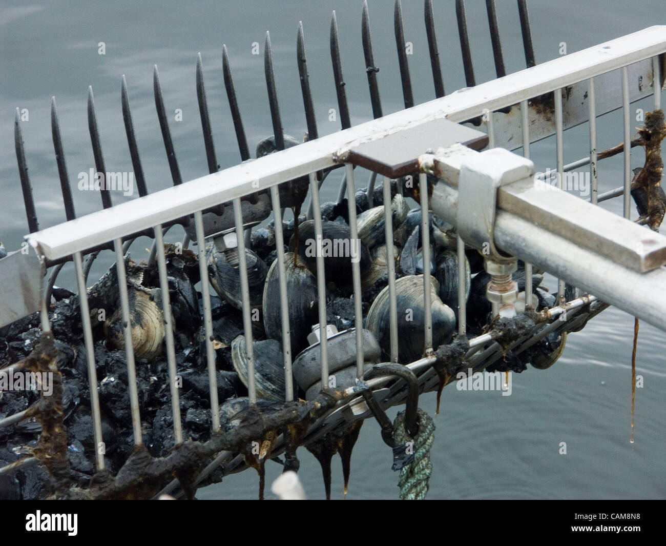 Der Rake von Quahoger (Shellfisherman) Bill Bergan auf Arbeit Rechen für Muscheln in Narragansett Bay aus Rhode Island (Model Release) verwendet Stockfoto