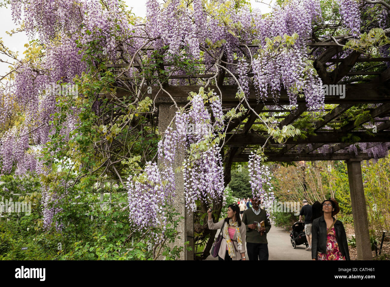 New York City, USA. 20. April 2012.  Spaliere der japanischen Wisteria in voller Blüte säumen einen Pfad in Brooklyn Botanic Garden. Stockfoto