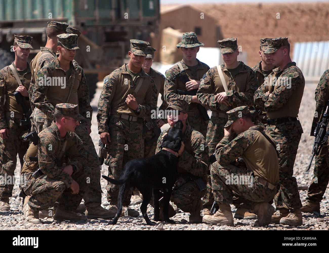 Yeager, eine improvisierte Sprengkörper Erkennung Hund ist von anderen Marines nach einer Trauerfeier für seine Handler Lance Cpl. Abraham Tarwoe 22. April 2012 in der Provinz Helmand, Afghanistan getröstet. Tarwoe 12. April 2012 in Kampfhandlungen getötet wurde und wurde Yeager Handler im Juli 2011. Stockfoto