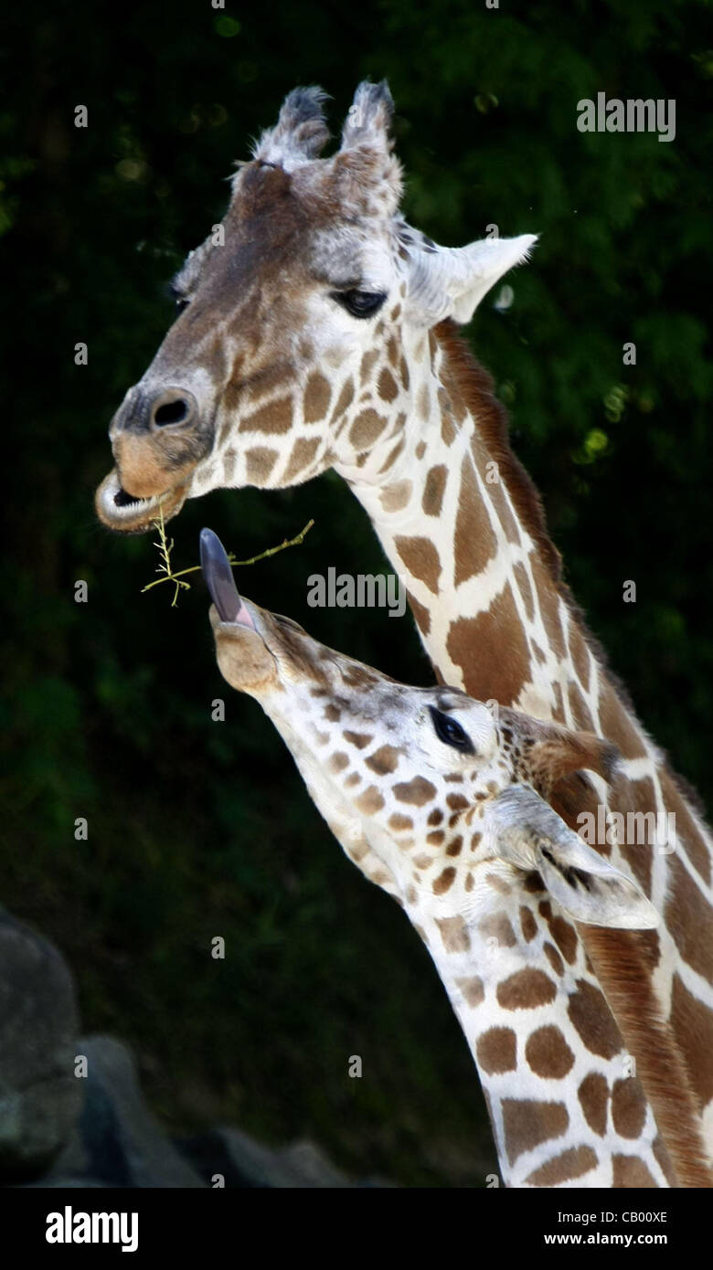 1. Mai 2012 - versucht, Memphis, Tennessee, USA - 1. Mai 2012 - The retikuliert Giraffen-Kalb, 9-Monate-alten Wendy, ihren Anteil an einige Vegetation von ihrer Mutter Marilyn, The Memphis Zoo knabbern. Die mütterliche Bindung dauert in der Regel bis zu 22 Monate. Scheinen die Giraffen im Zoo, begnügen mit h Stockfoto