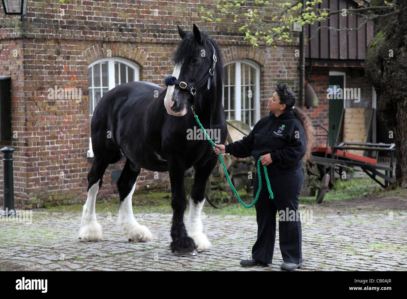 14.05.2012. Richmond Park, London, UK. Shire Horse 'Jed', in Richmond Park für die letzten 10 Jahre gearbeitet hat, wird mit einer Gedenktafel Ruhestand Rosette durch ihre Majestät Königin Elizabeth II, während der "Wilden London" Jubiläums-Event präsentiert. Im Bild: Sandra Croxall und Jed. Stockfoto