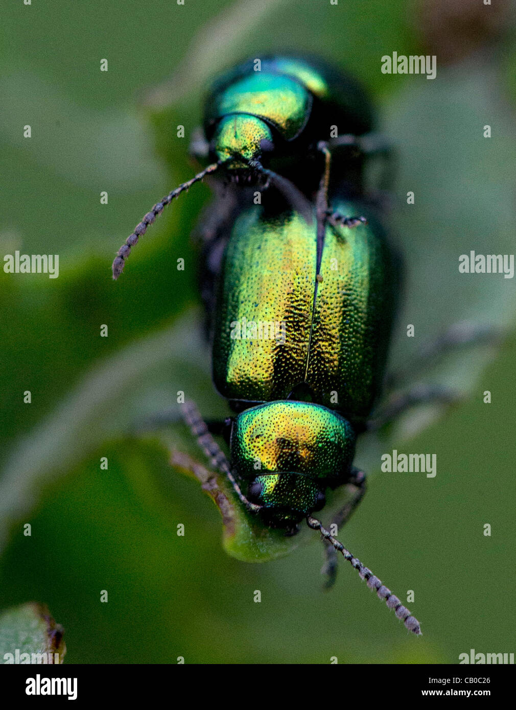 14. Mai 2012 - Roseburg, Oregon, USA - A paar schillernden grünen dock Käfer Kumpel auf einem Dockweed Blatt wächst in einer Weide auf einem Bauernhof in der Nähe von Roseburg.  Grüne Dock Käfer gelten oft einen nützlichen Arten, weil sie ernähren sich fast ausschließlich auf die Unkräuter Dock und grüner Sauerampfer. (Kredit-Bild: © Stockfoto