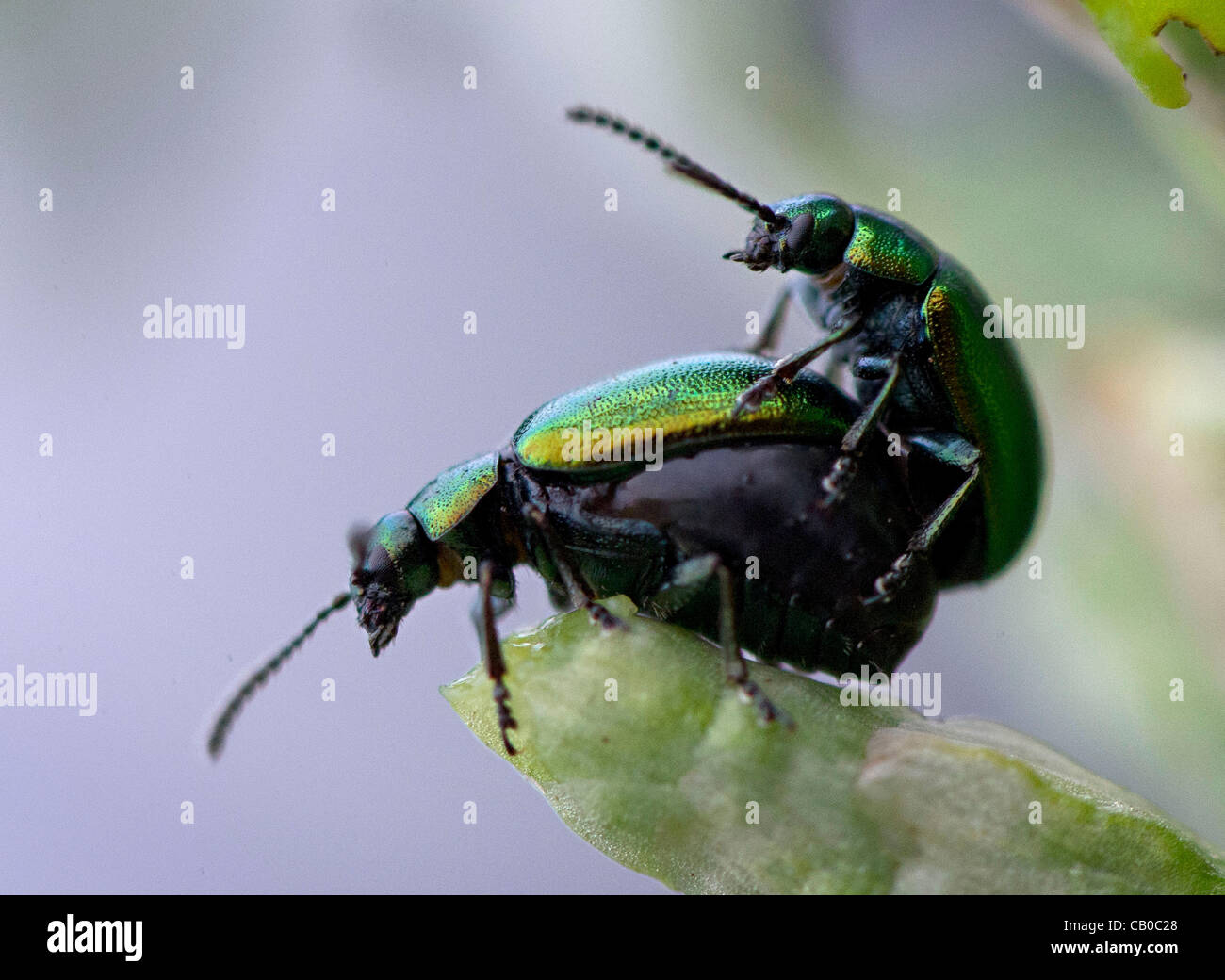14. Mai 2012 - Roseburg, Oregon, USA - A paar schillernden grünen dock Käfer Kumpel auf einem Dockweed Blatt wächst in einer Weide auf einem Bauernhof in der Nähe von Roseburg.  Grüne Dock Käfer gelten oft einen nützlichen Arten, weil sie ernähren sich fast ausschließlich auf die Unkräuter Dock und grüner Sauerampfer. (Kredit-Bild: © Stockfoto