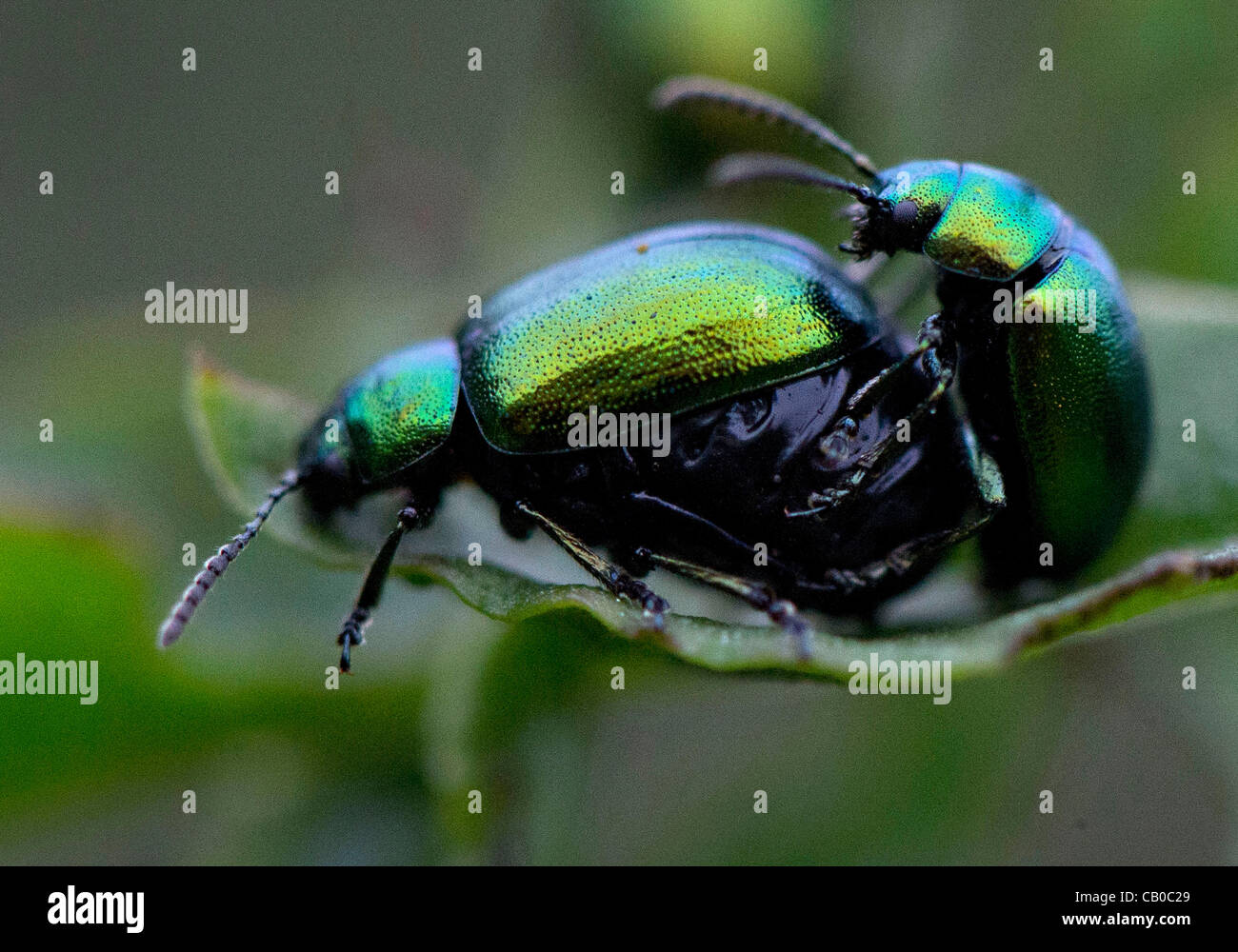 14. Mai 2012 - Roseburg, Oregon, USA - A paar schillernden grünen dock Käfer Kumpel auf einem Dockweed Blatt wächst in einer Weide auf einem Bauernhof in der Nähe von Roseburg.  Grüne Dock Käfer gelten oft einen nützlichen Arten, weil sie ernähren sich fast ausschließlich auf die Unkräuter Dock und grüner Sauerampfer. (Kredit-Bild: © Stockfoto