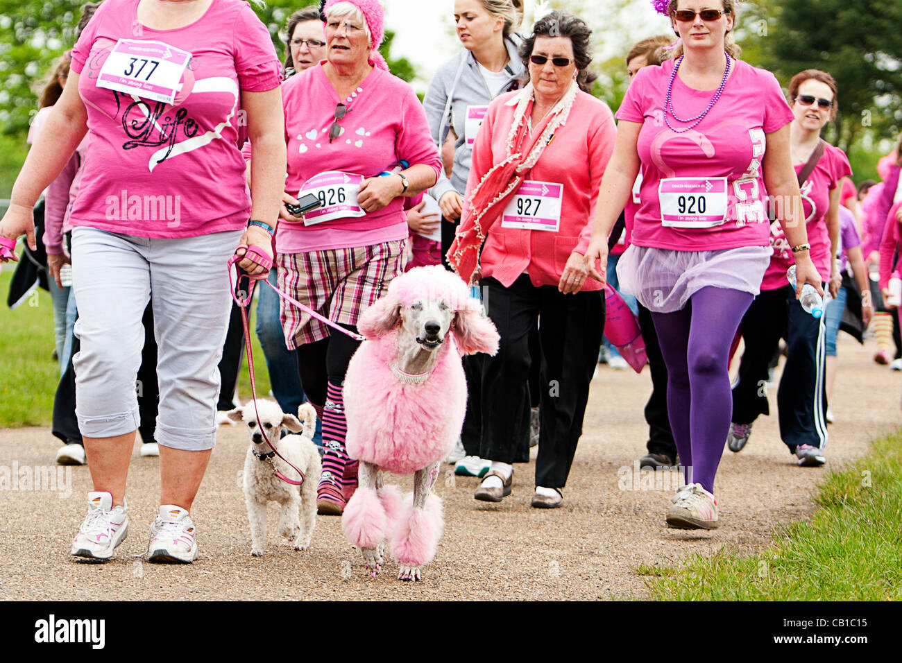 Pink Poodle und Menge, zu Fuß in der Krebs-Forschung-Race for Life in Norwich Showground, Norwich, Norfolk, Großbritannien am 19. Mai 2012 Stockfoto