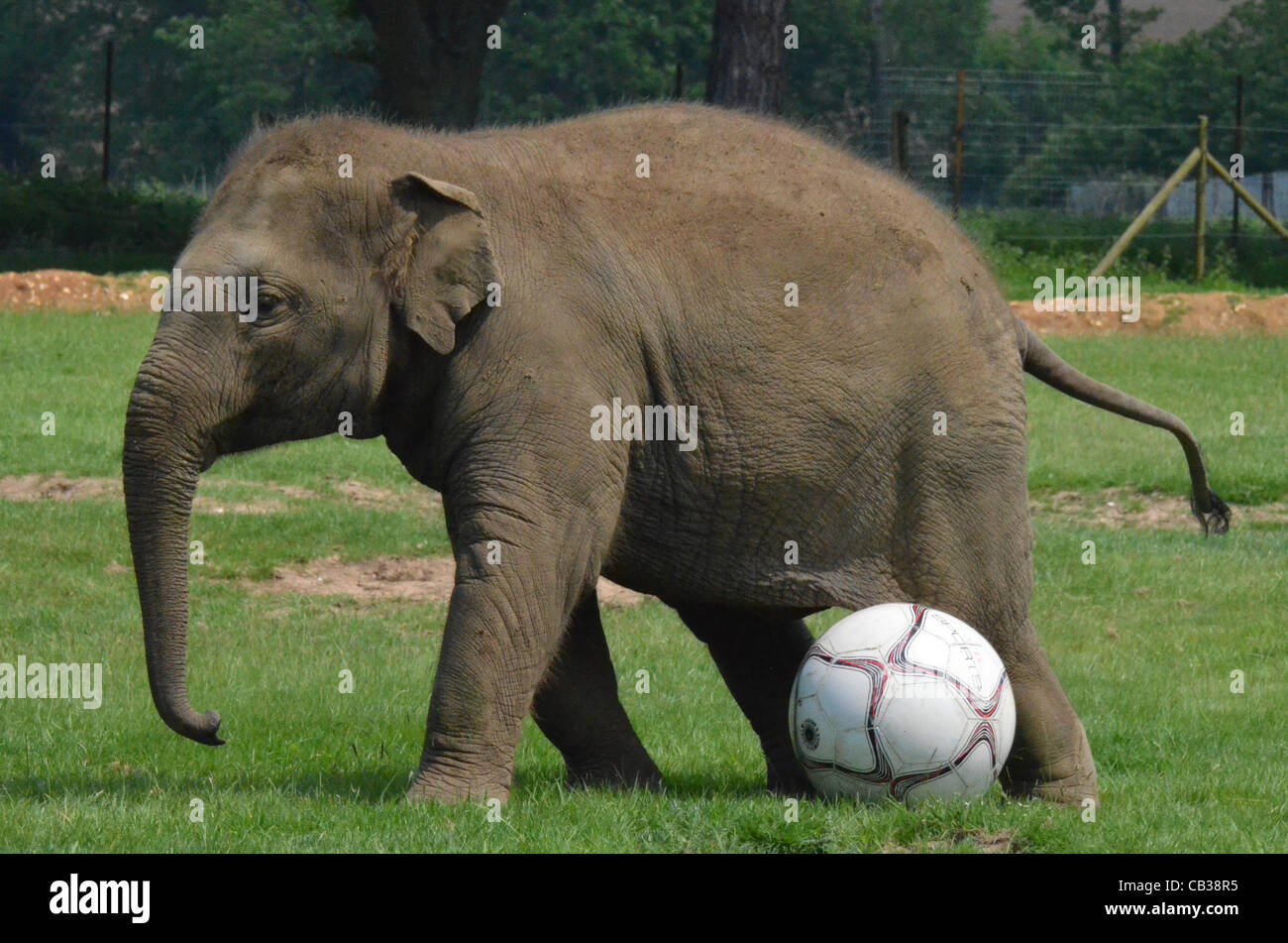 DUNSTABLE, BEDFORDSHIRE, GROßBRITANNIEN. 28. MAI 2012. Donna der Elefant genießt eine kicken im ZSL Whipsnade Zoo, 28. Mai 2012, wie der Zoo bereitet sich auf eine Sport-Spektakel veranstalten. Der Elefant war einen riesigen Fußball mit auf ihrer Koppel im Vorfeld zu den Shaun das Schaf Championsh zu spielen gegeben. Stockfoto