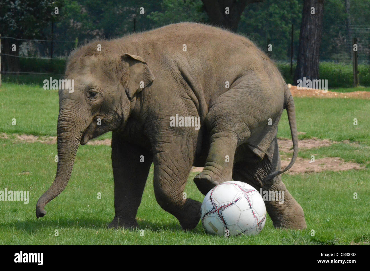 DUNSTABLE, BEDFORDSHIRE, GROßBRITANNIEN. 28. MAI 2012. Donna der Elefant genießt eine kicken im ZSL Whipsnade Zoo, 28. Mai 2012, wie der Zoo bereitet sich auf eine Sport-Spektakel veranstalten. Der Elefant war einen riesigen Fußball mit auf ihrer Koppel im Vorfeld zu den Shaun das Schaf Championsh zu spielen gegeben. Stockfoto