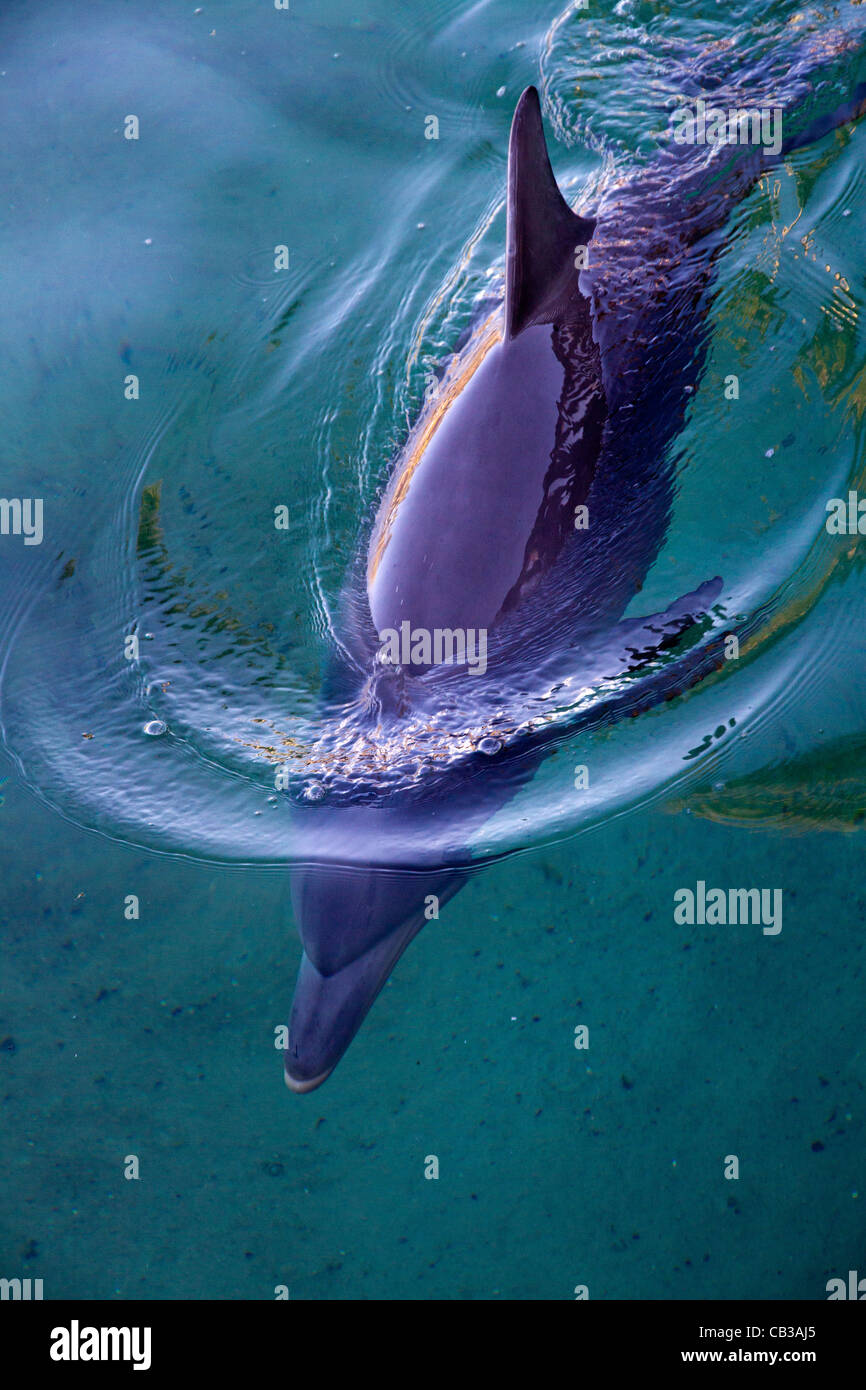 Delphinschwimmen in seichtem Wasser in Queensland-Australien Stockfoto