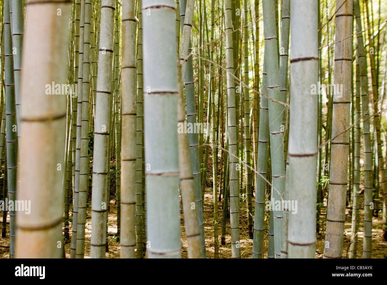 Bambushain in Honshu, Japan, Asien. Stockfoto