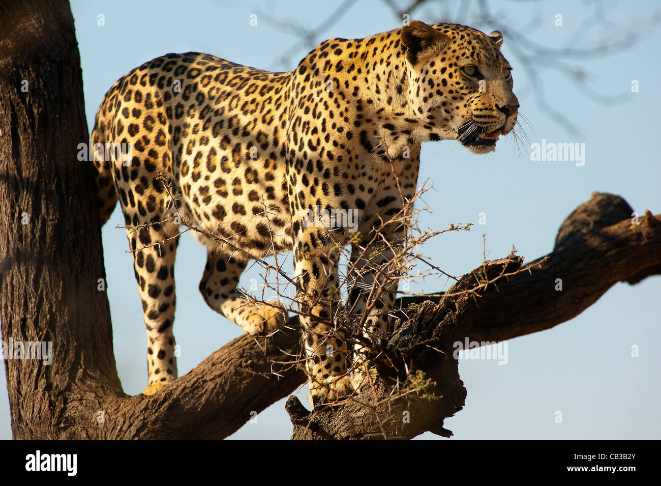 Leopard an einem Baum, Dusternbrook Farm, Namibia Stockfoto