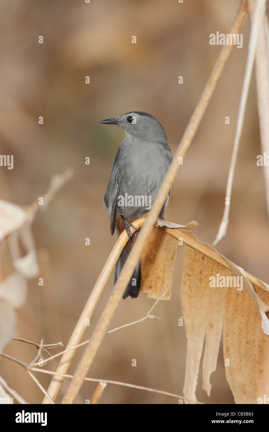 Catbird Stockfoto